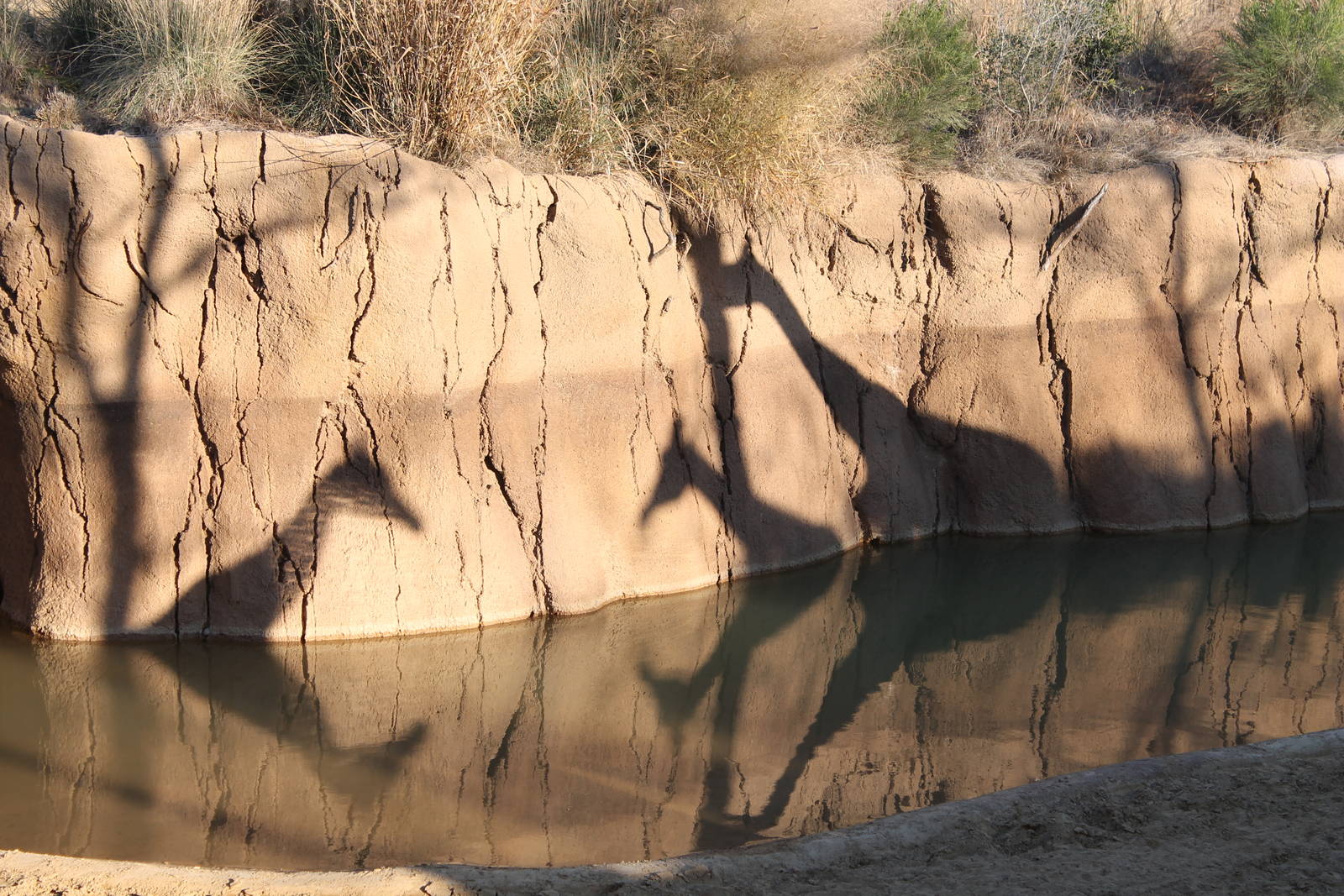 Giraffe Shadows