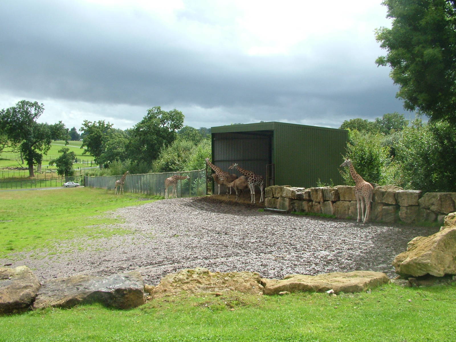 Giraffe shelter at Longleat August 2008