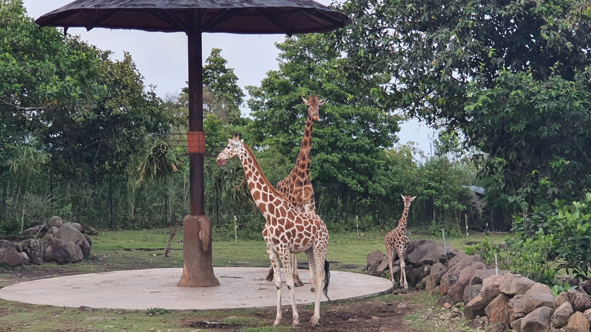 Giraffe Shelter - Baobab Safari Resort