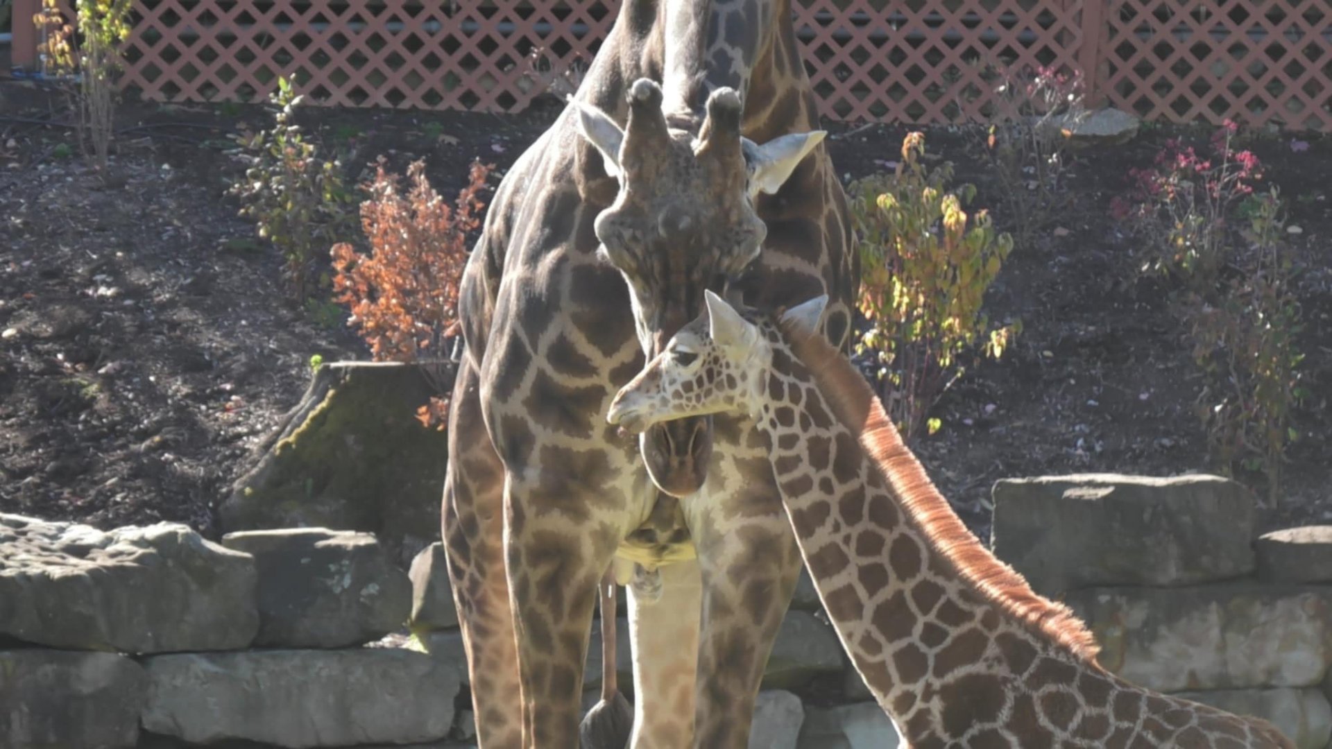 Giraffe shows affection to her young calf