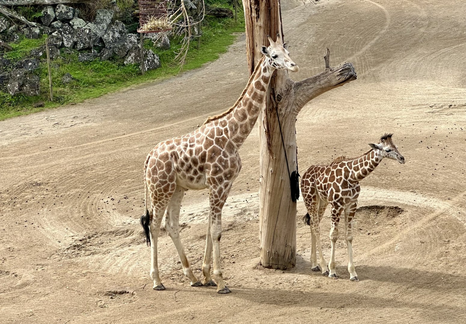 Giraffe (Siblings)
