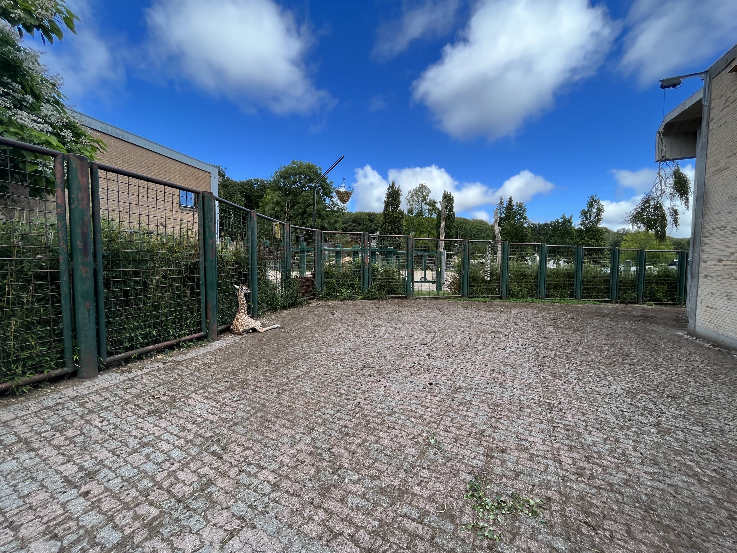 Giraffe Side Yard - baby giraffe