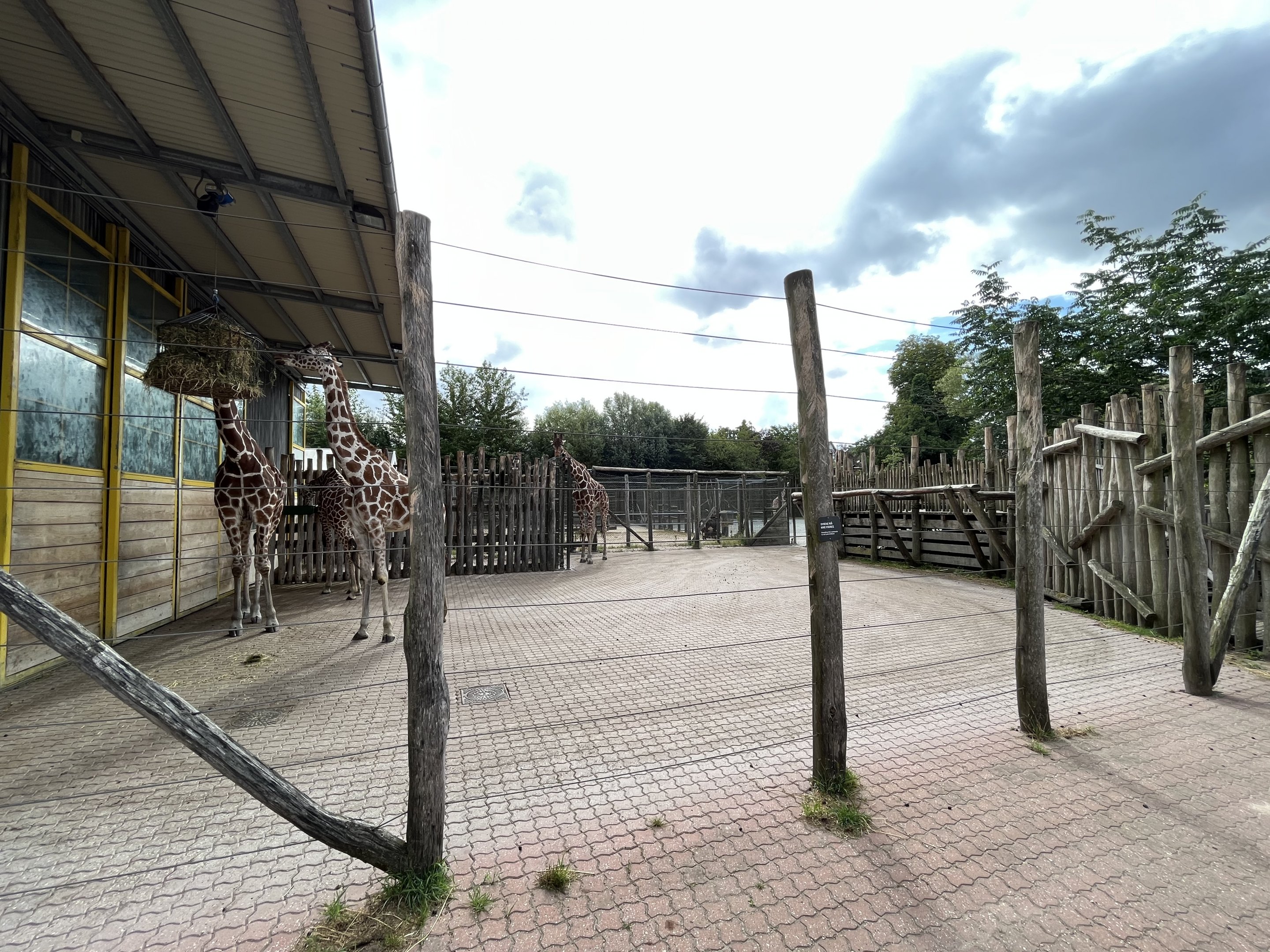 Giraffe Side Yard