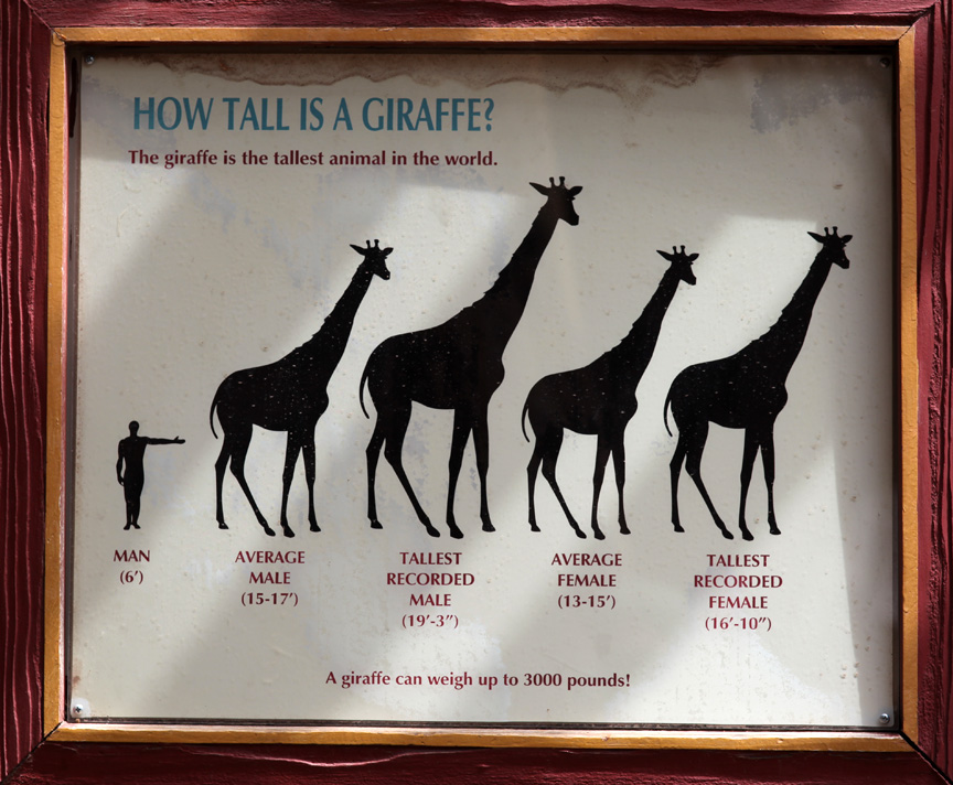giraffe sign, July 6, 2013