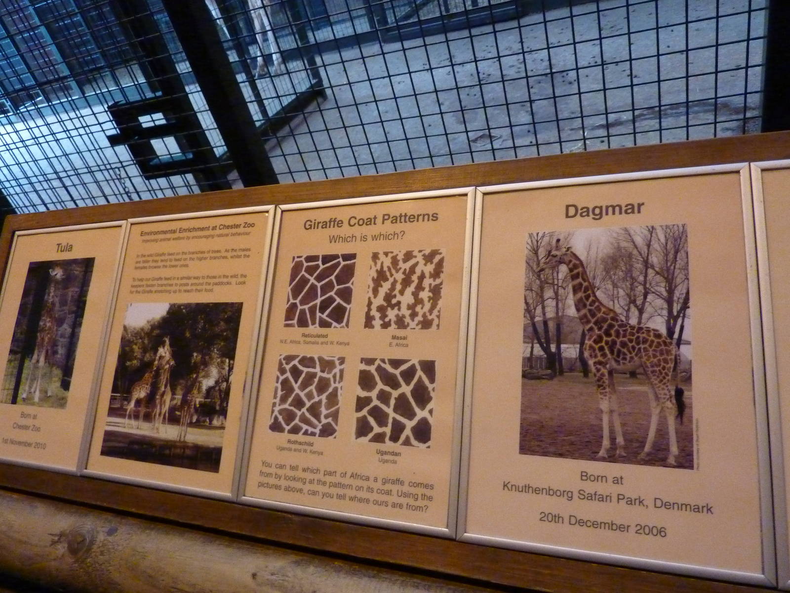 Giraffe sign