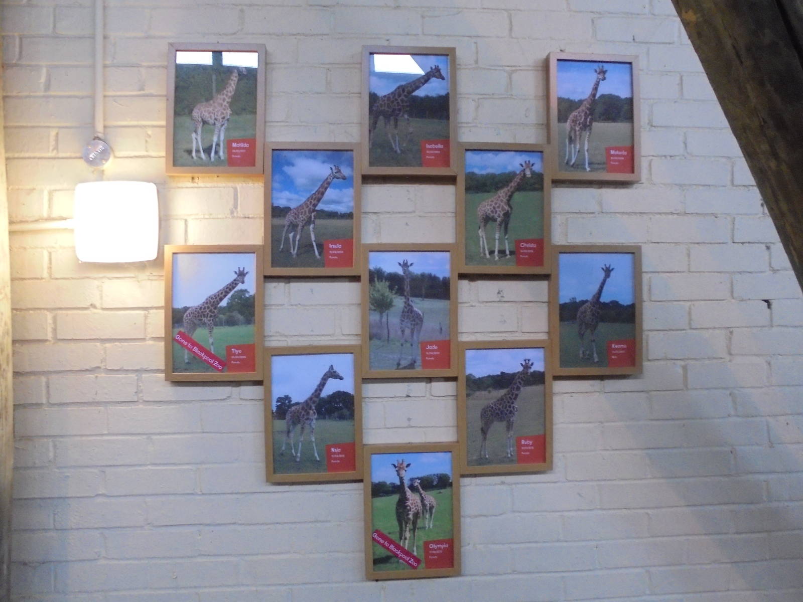 Giraffe Signage 2015.