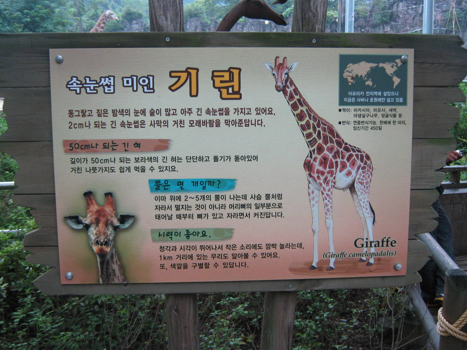 giraffe signage