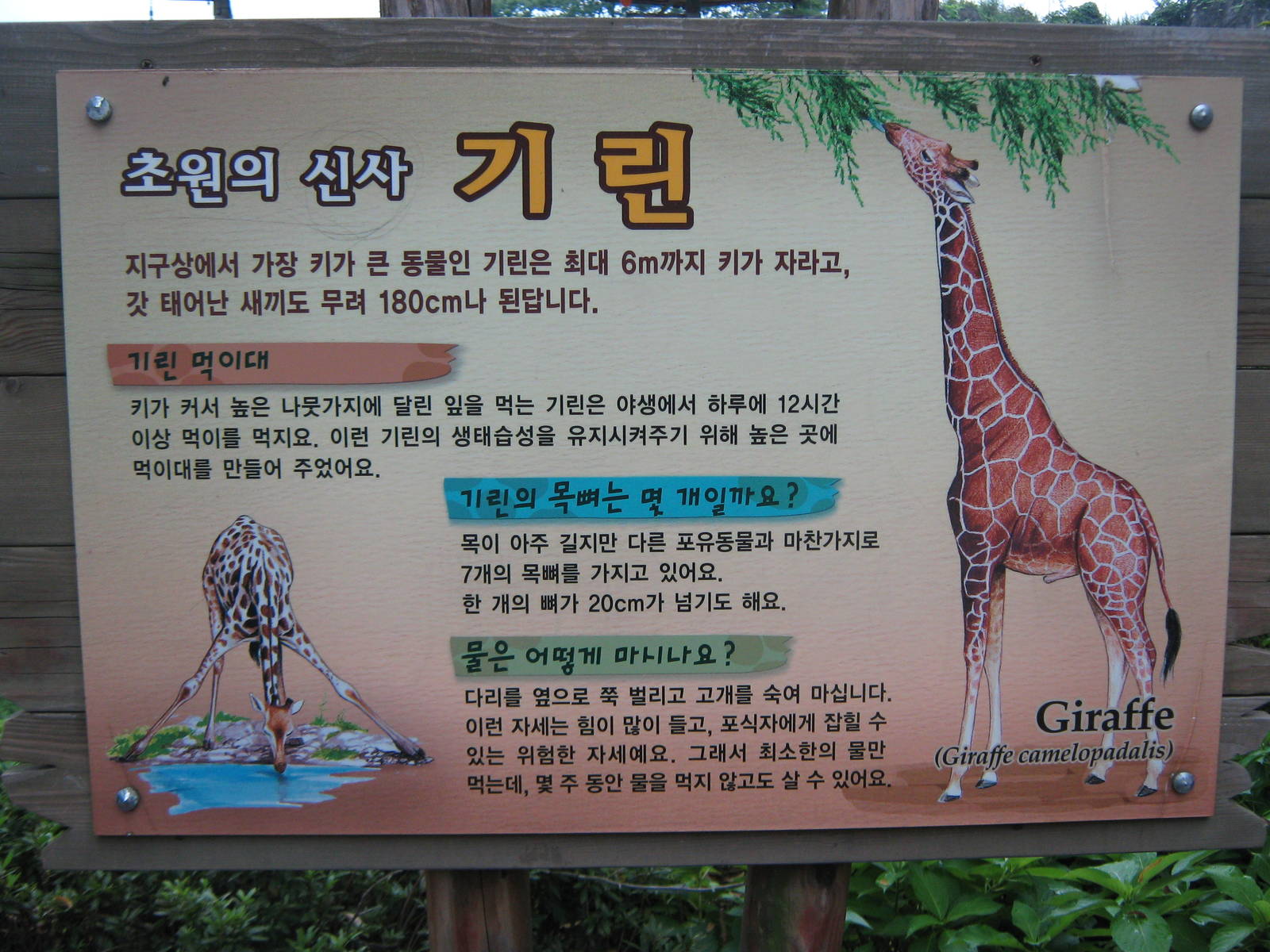 giraffe signage