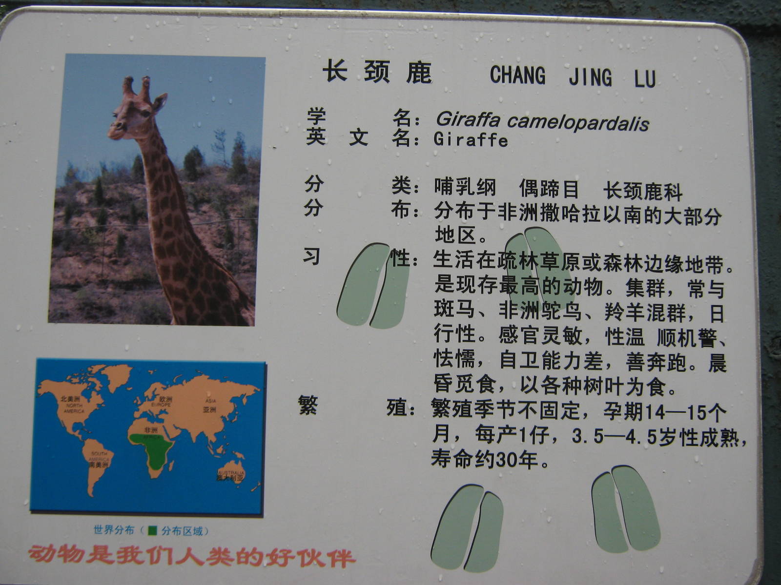 giraffe signage