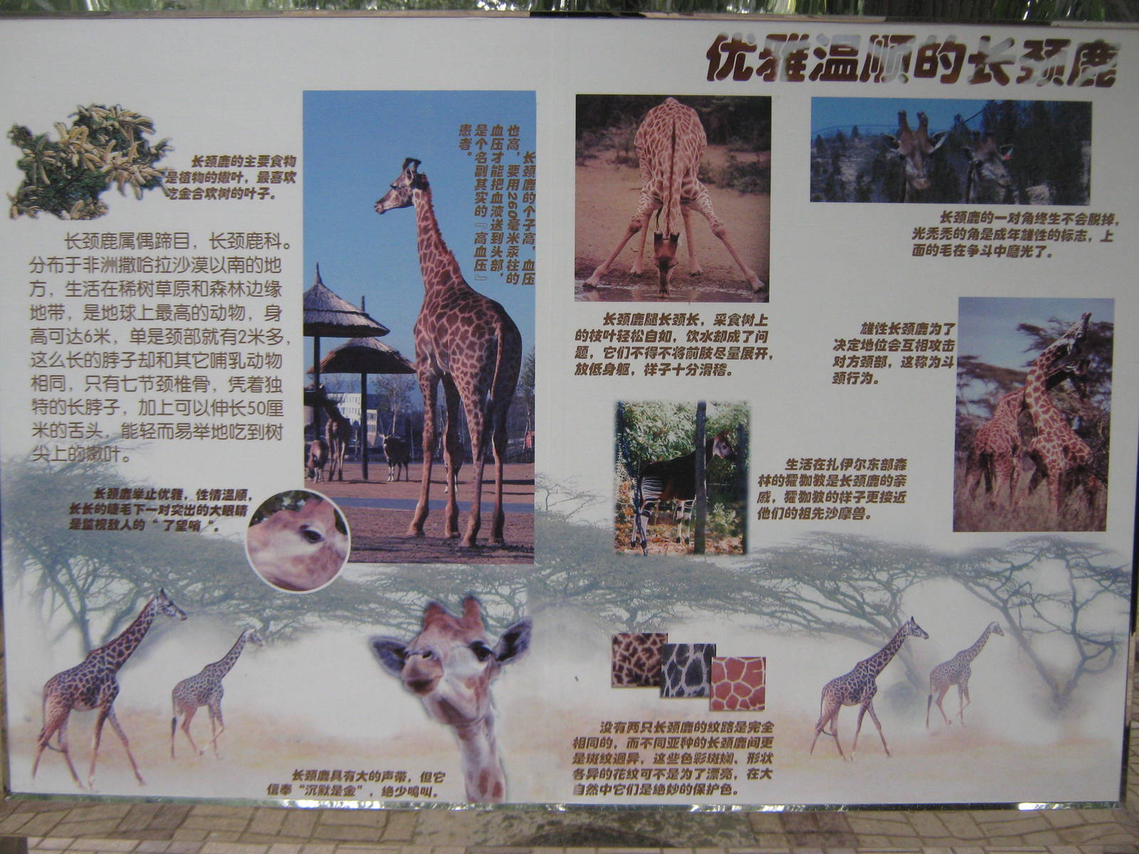 giraffe signage