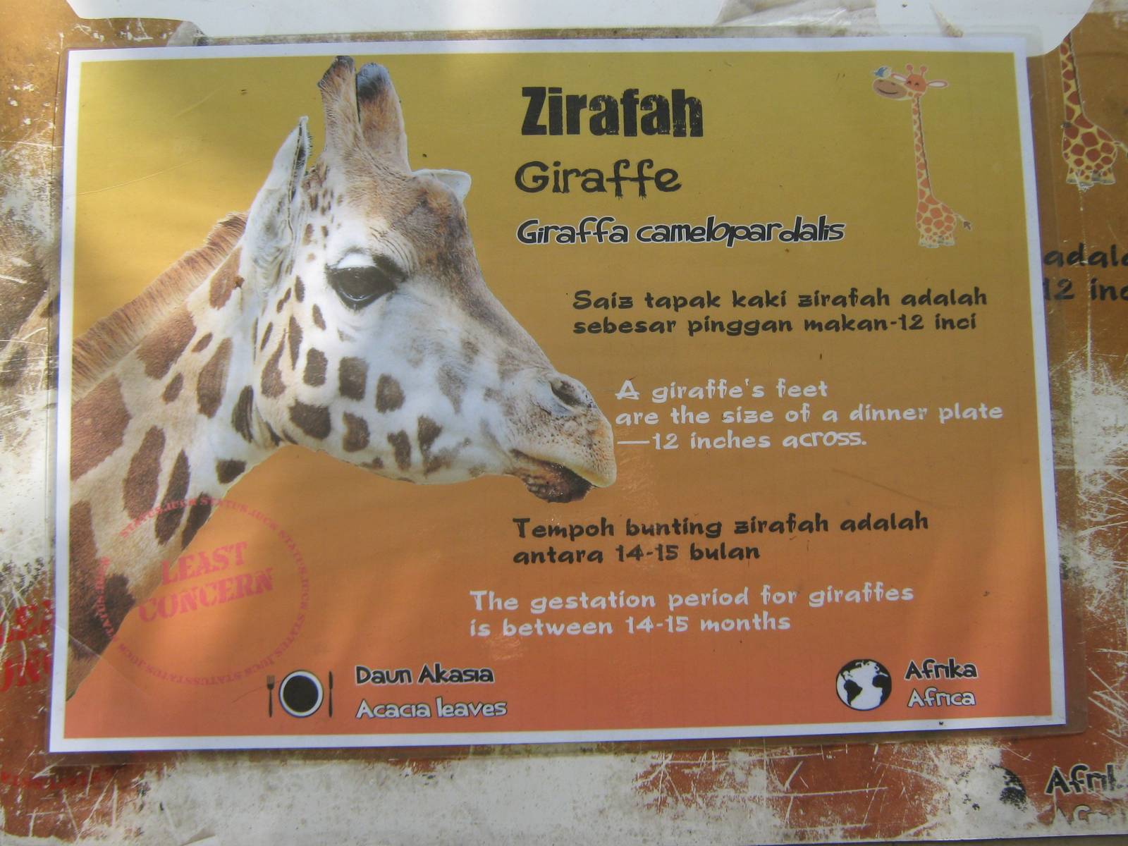 giraffe signage