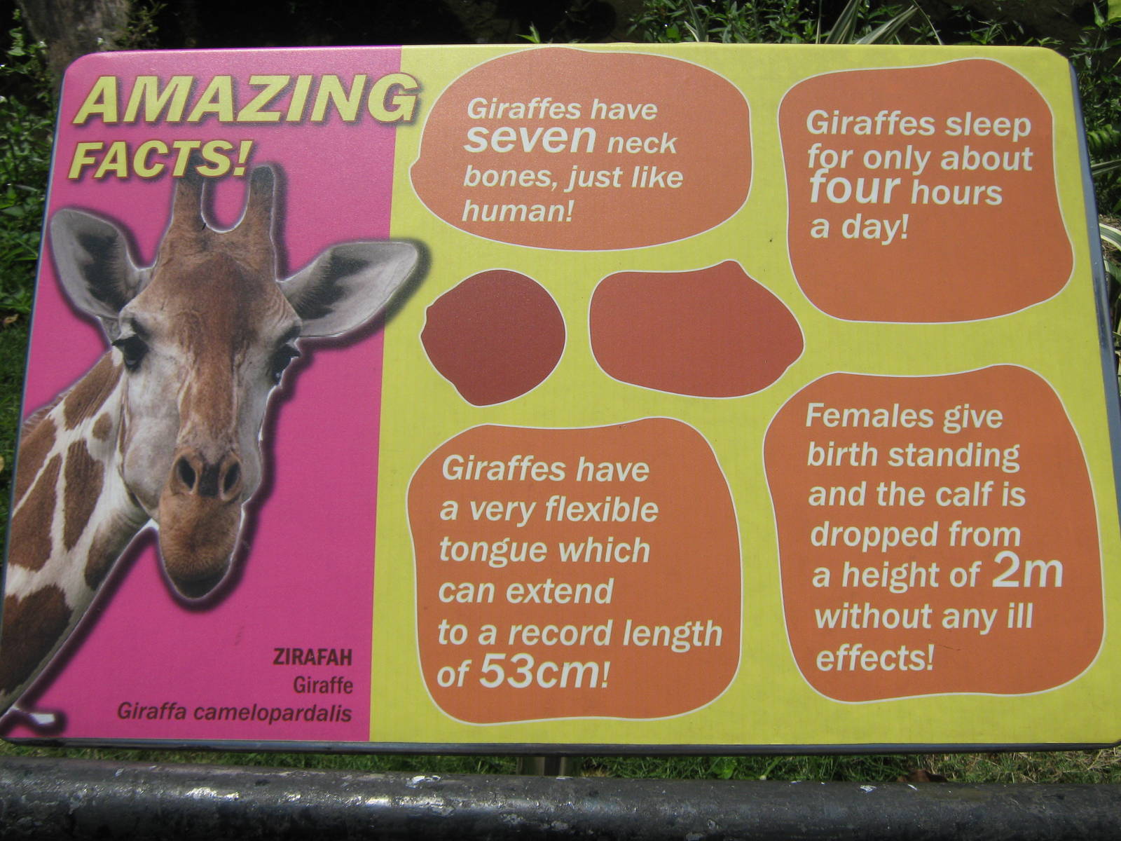 giraffe signage