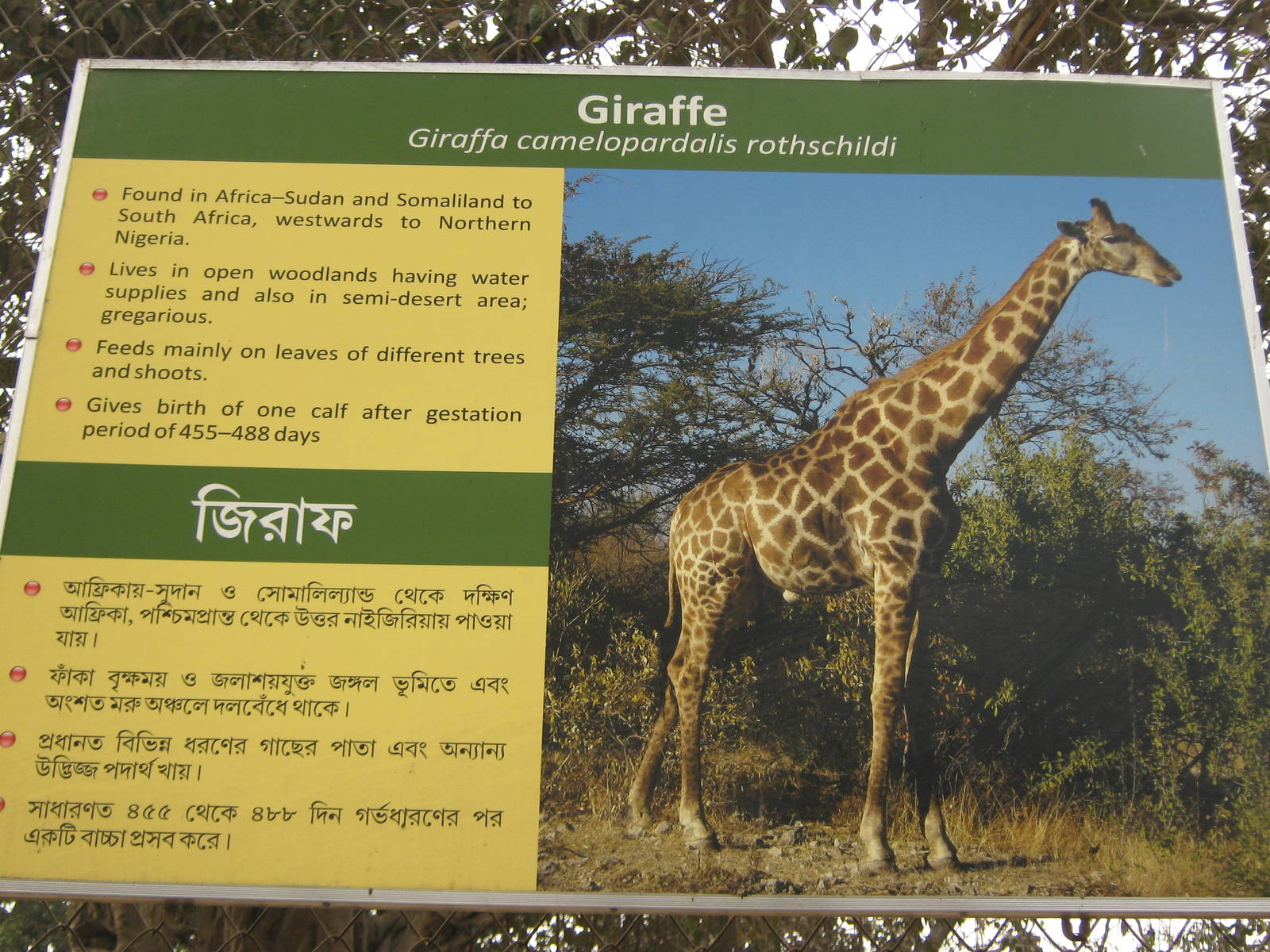giraffe signage