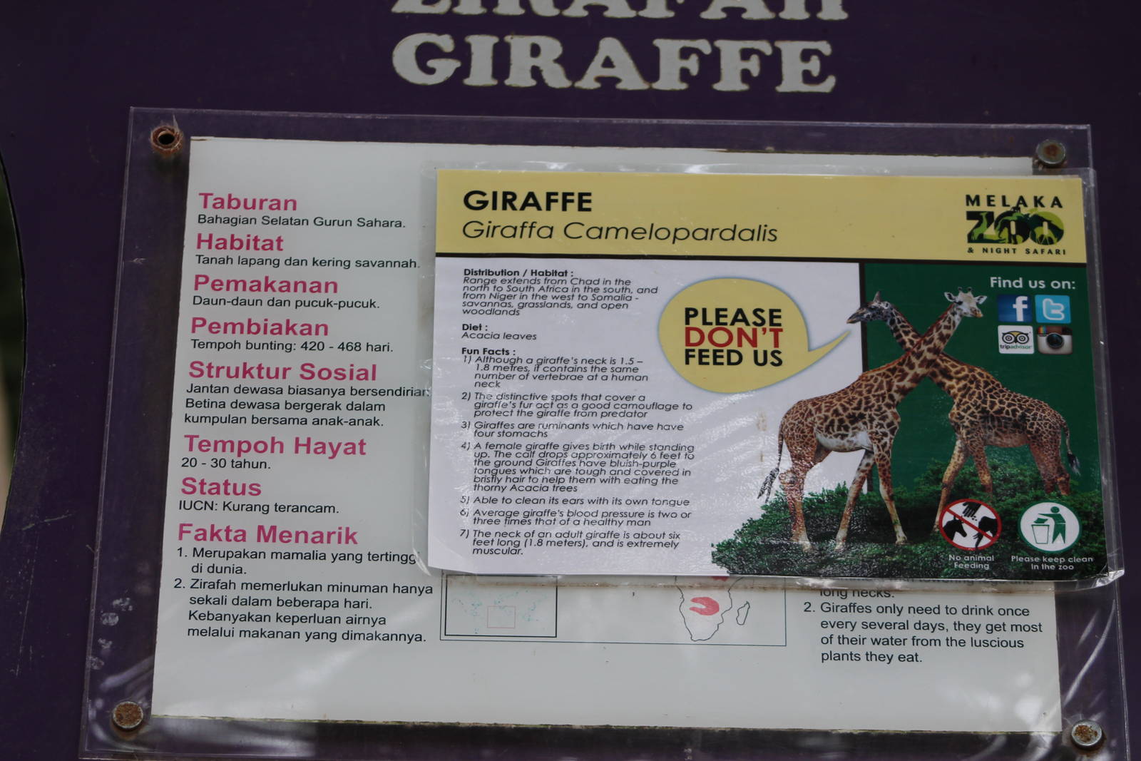 giraffe signage