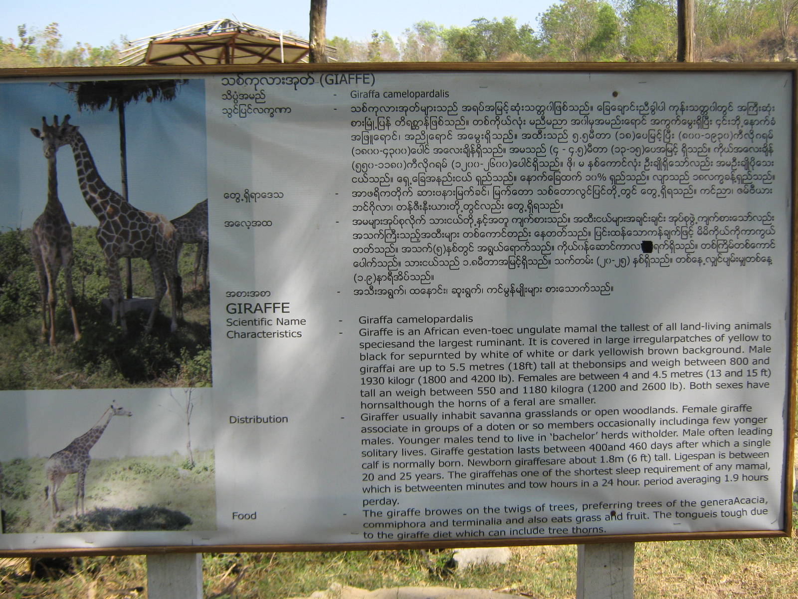 giraffe signage