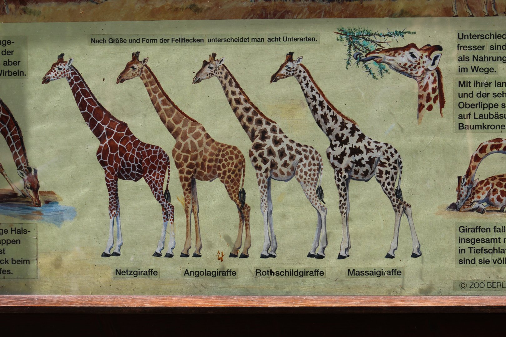 Giraffe Signage