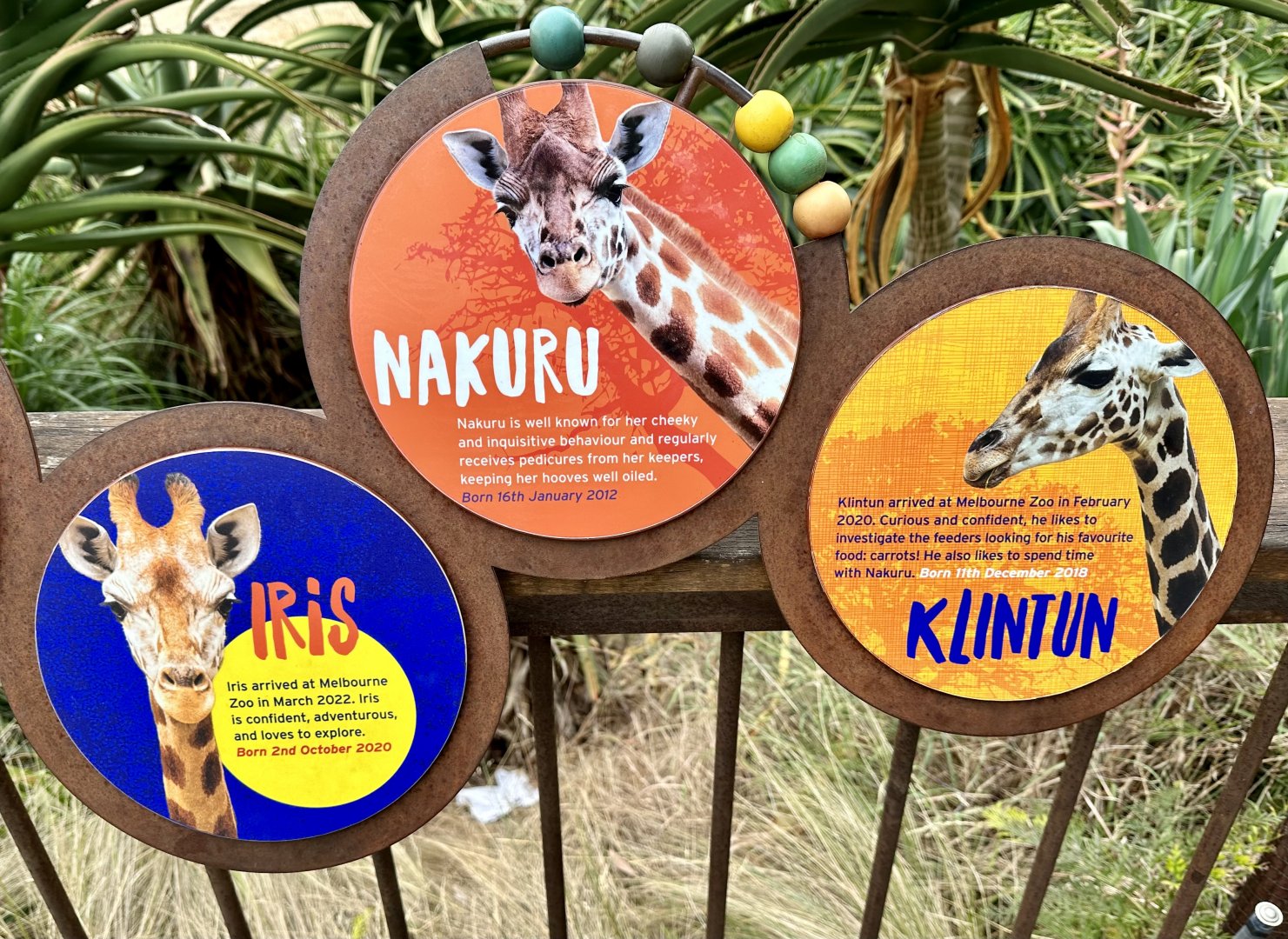 Giraffe Signage