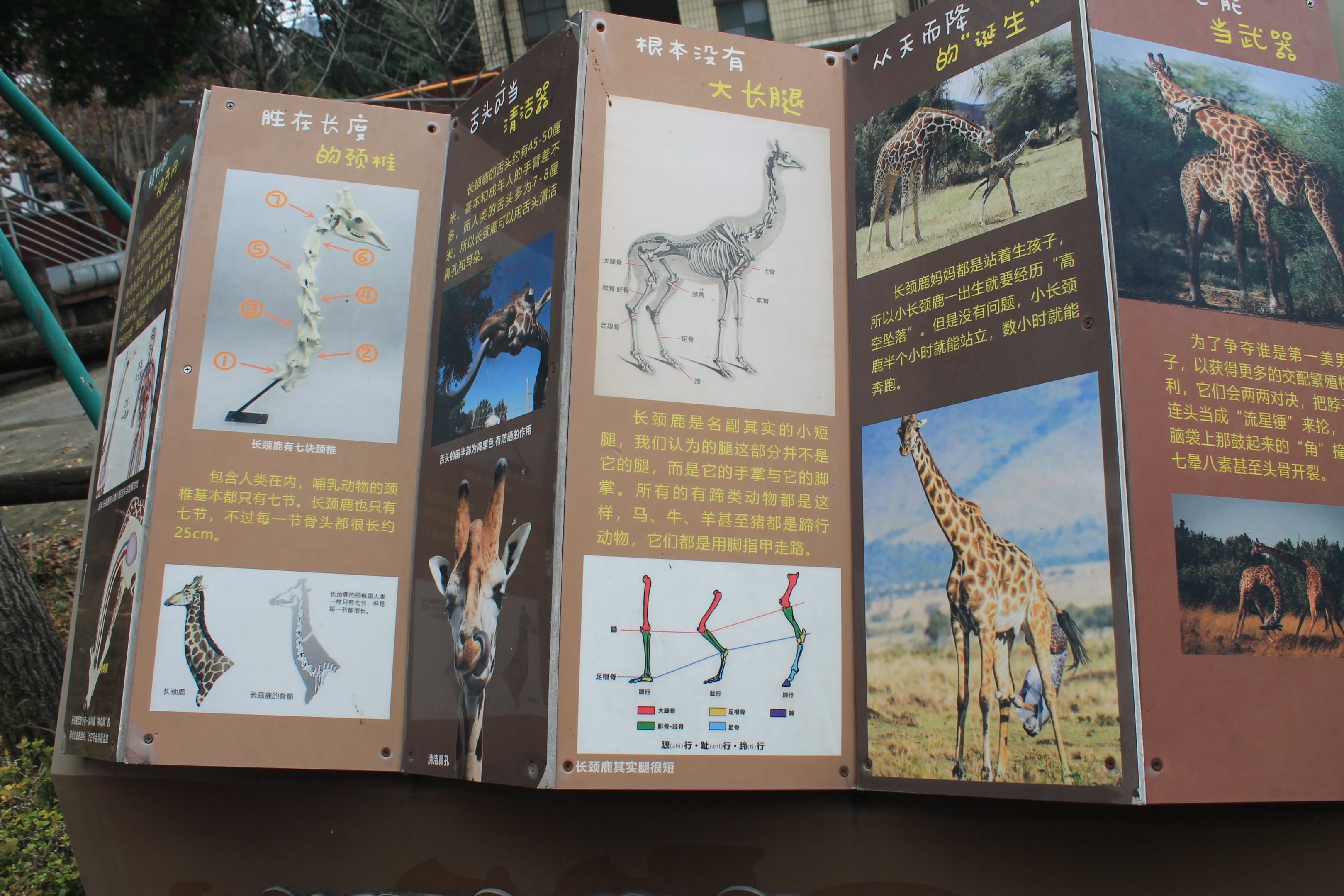 Giraffe signage