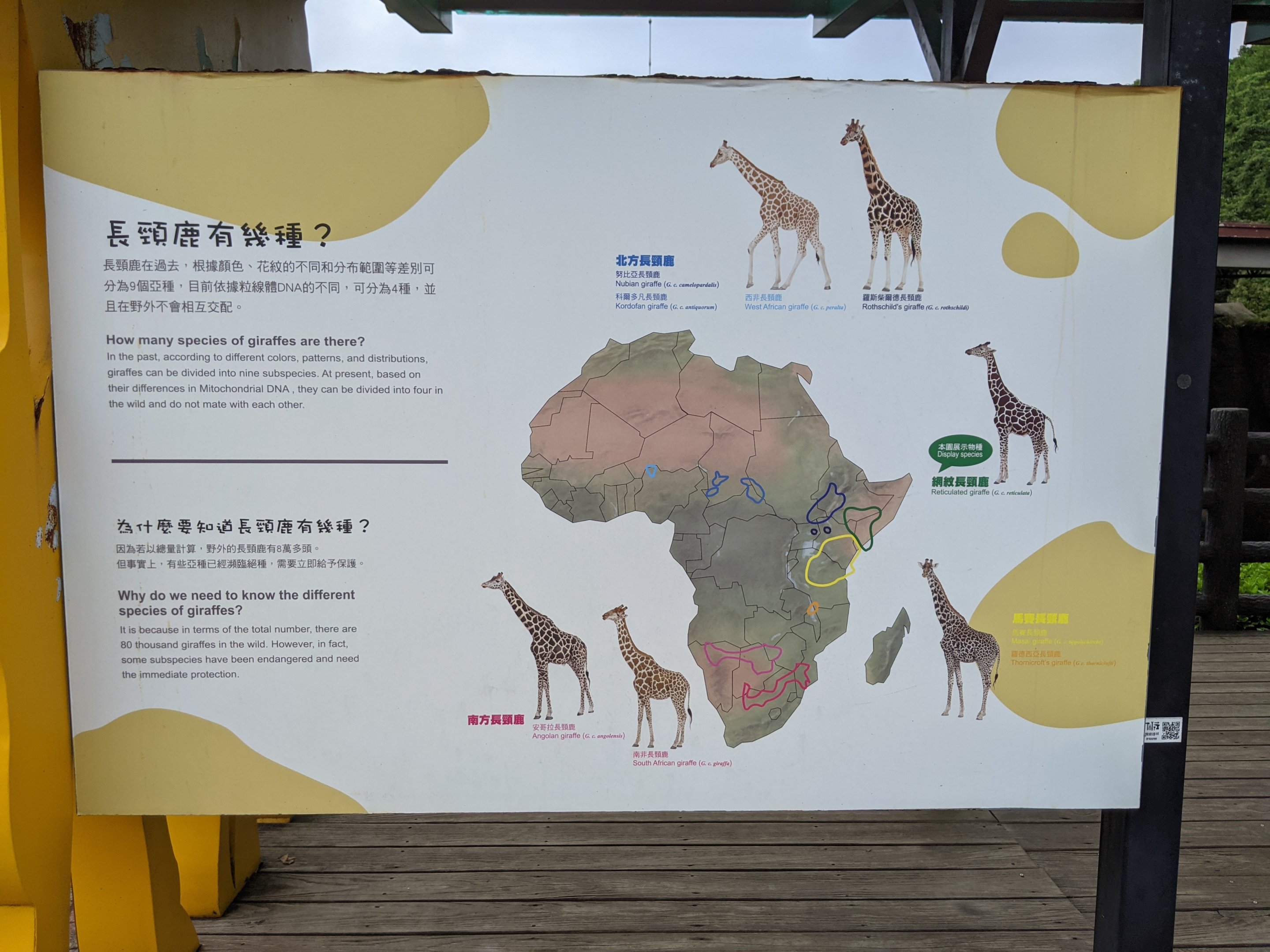 Giraffe signage