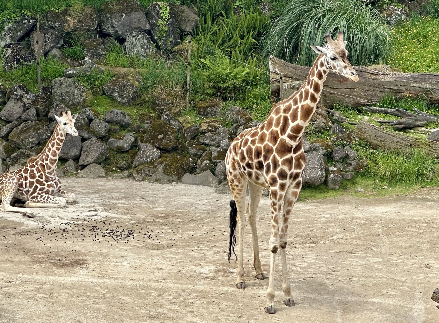 Giraffe (Sisters)