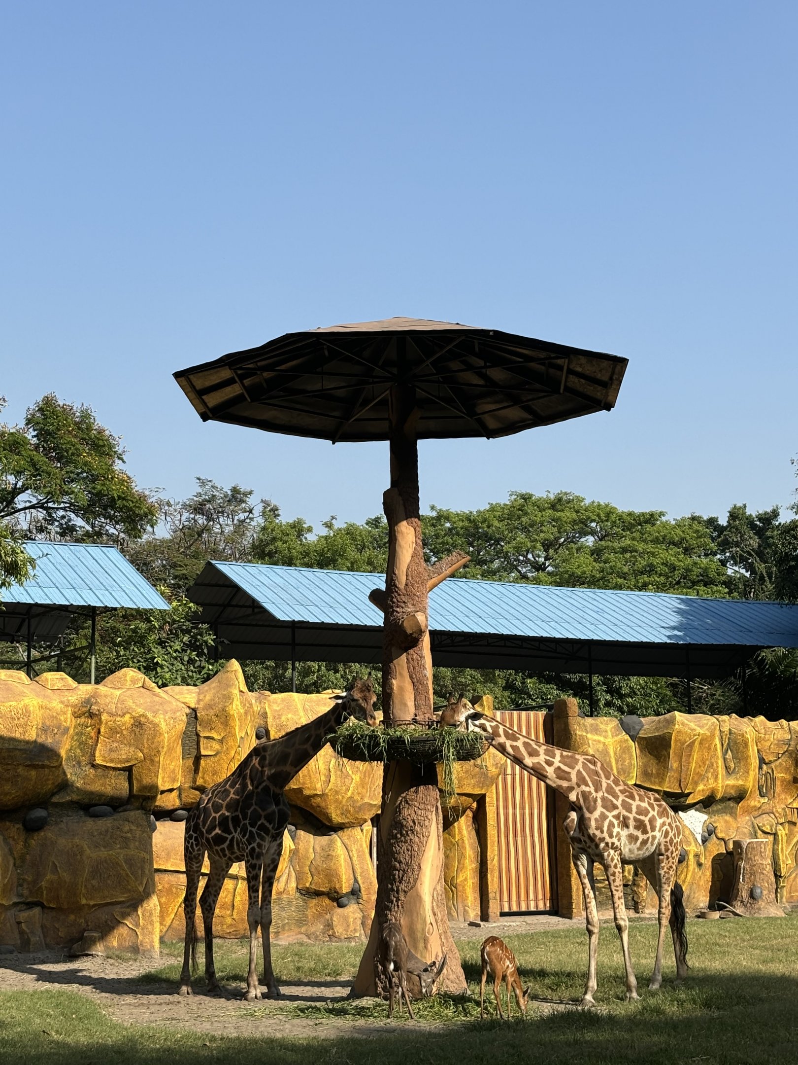 Giraffe + Sitatunga Exhibit