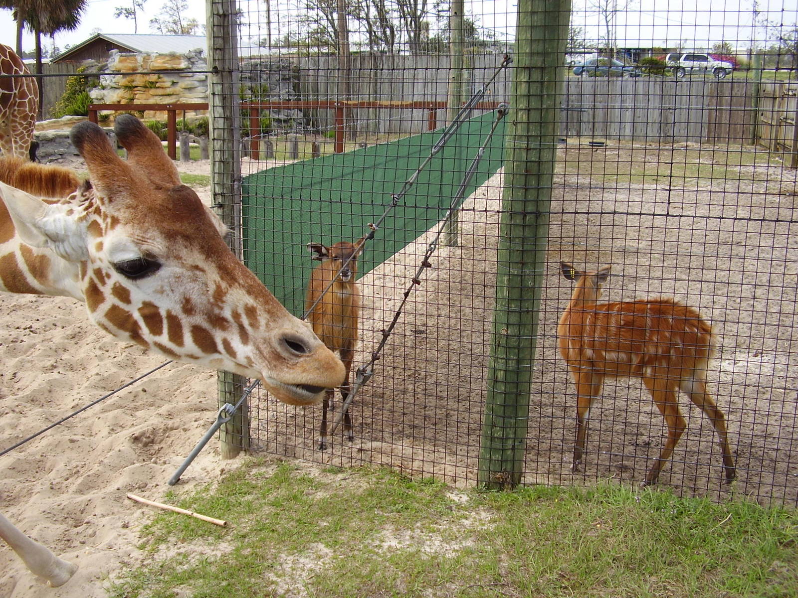 Giraffe, Sitatunga