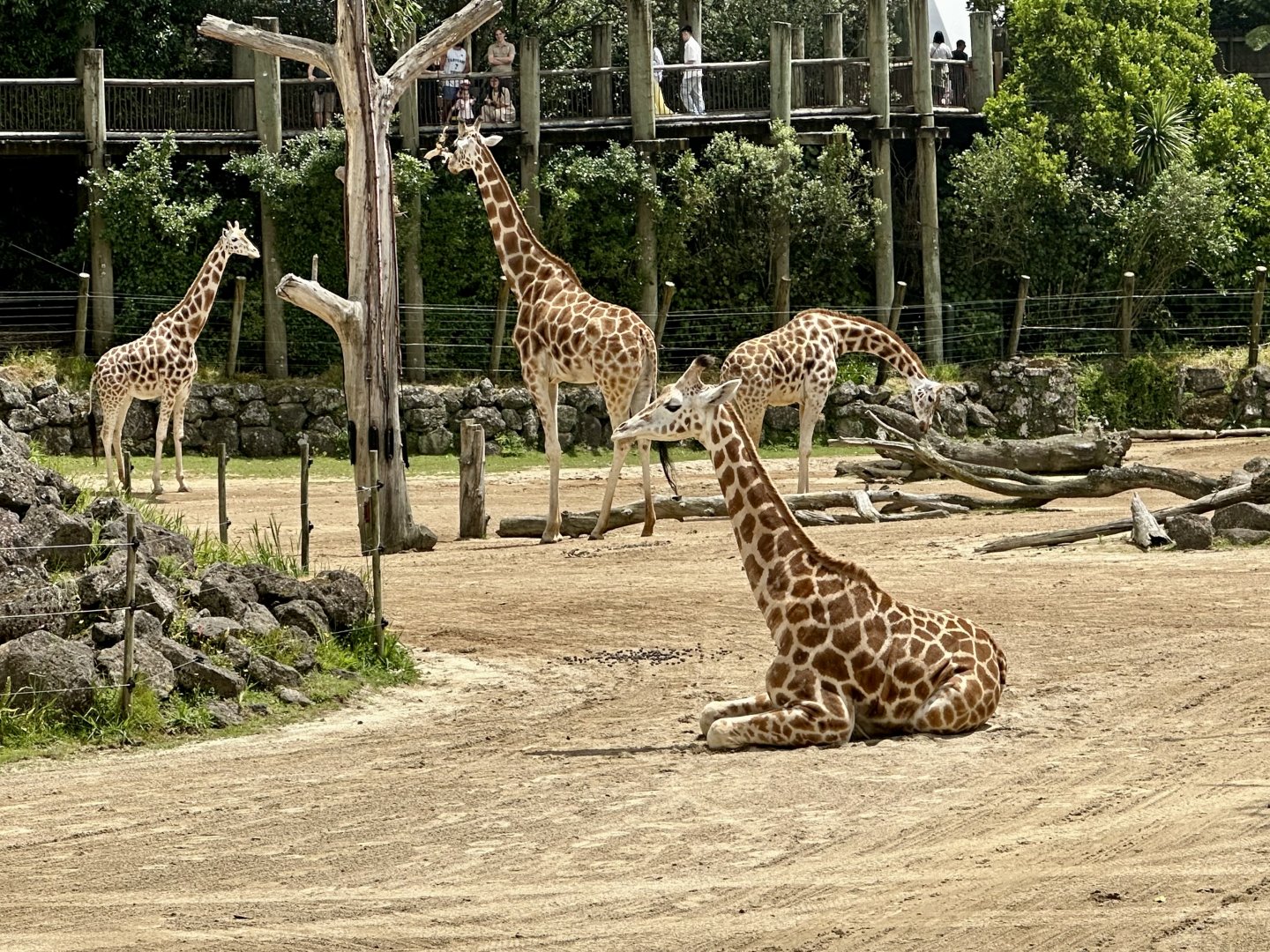 Giraffe (Sitting Down)