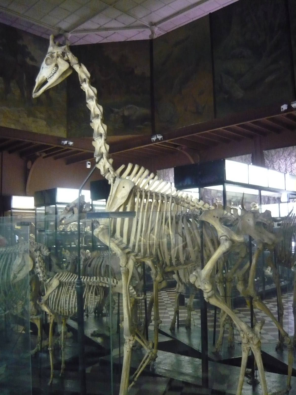 Giraffe skeleton