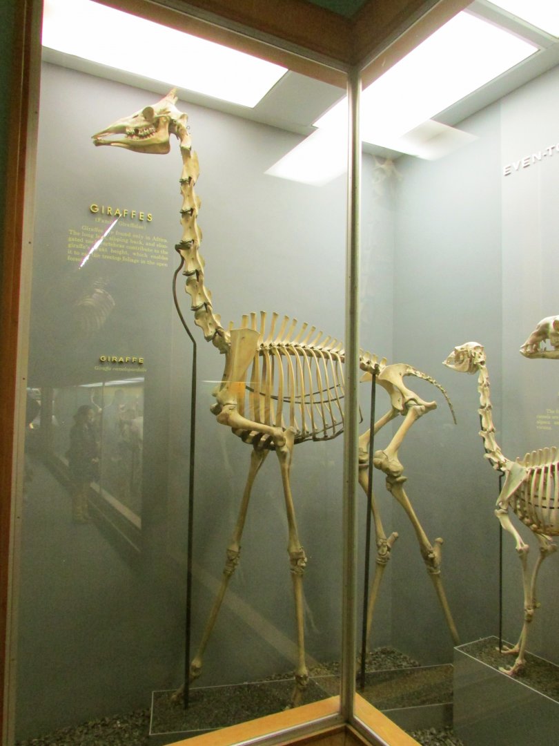 Giraffe Skeleton