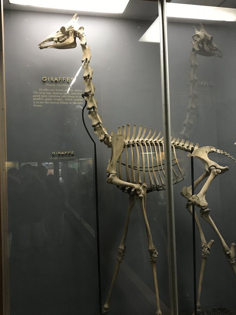 Giraffe Skeleton