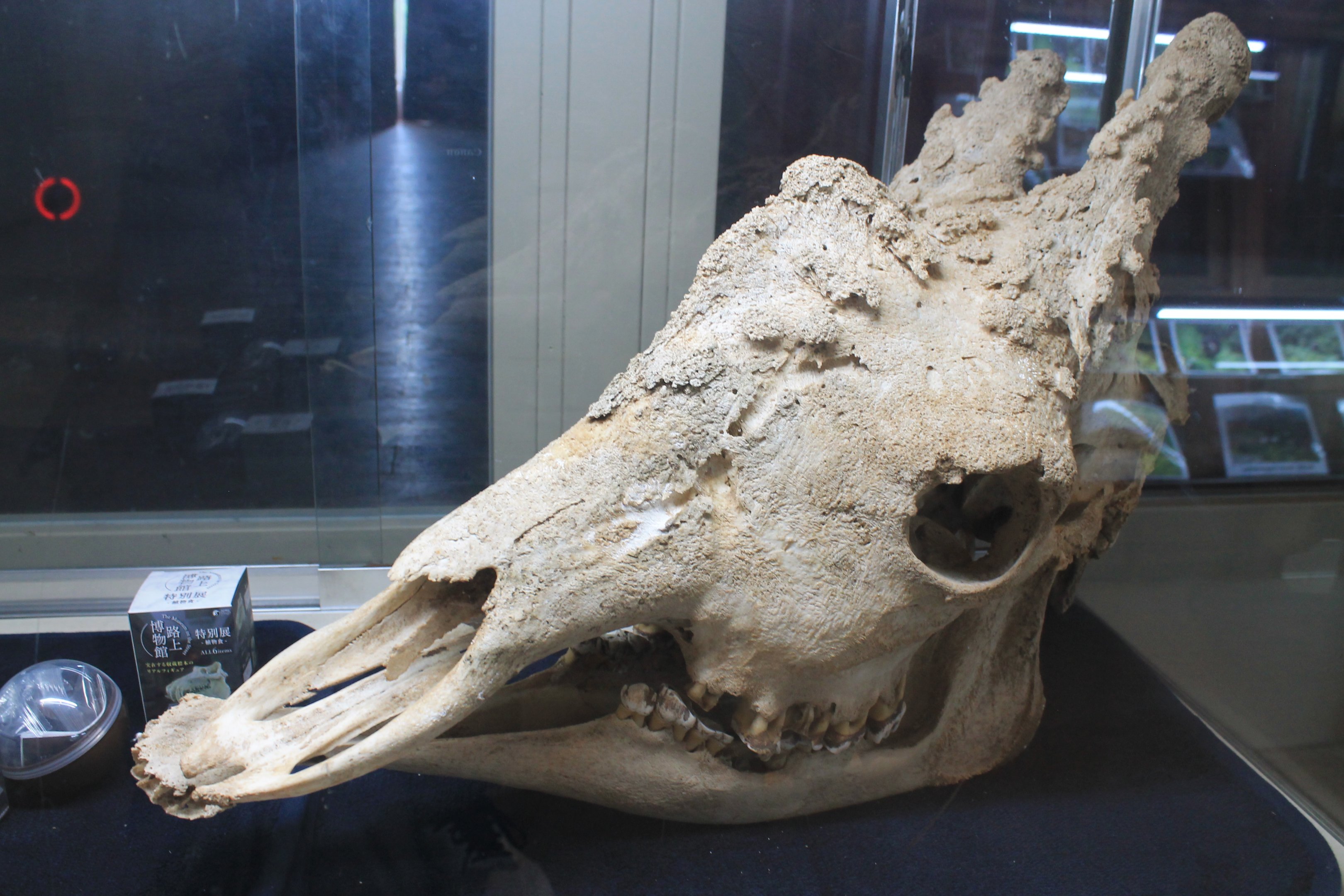 Giraffe skull, zoo museum