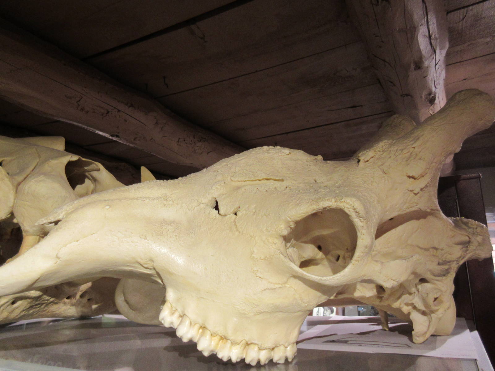 Giraffe Skull