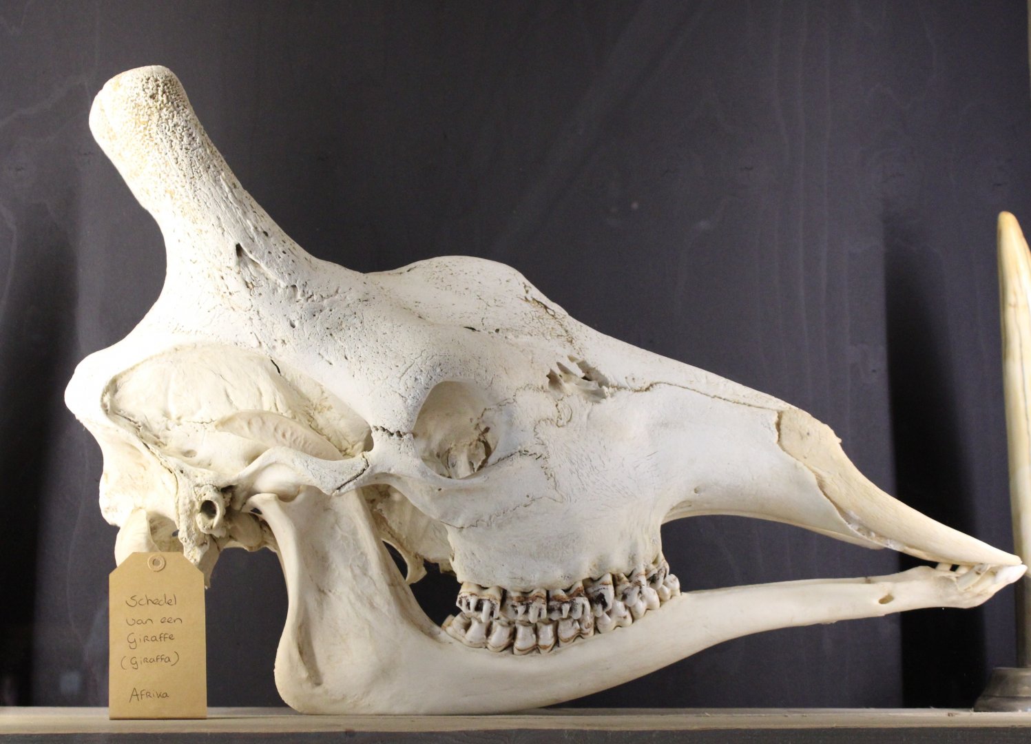Giraffe-skull