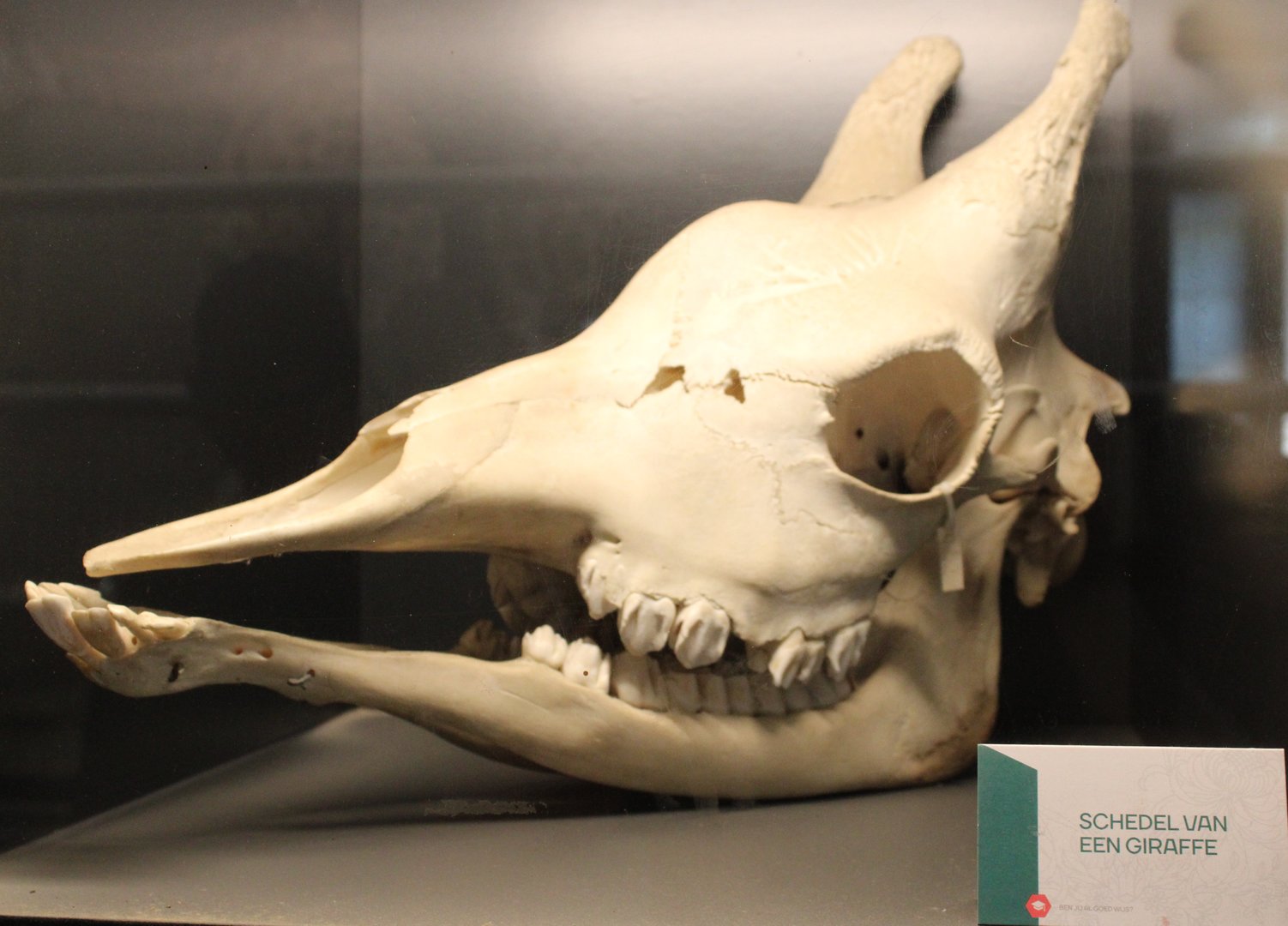 Giraffe skull