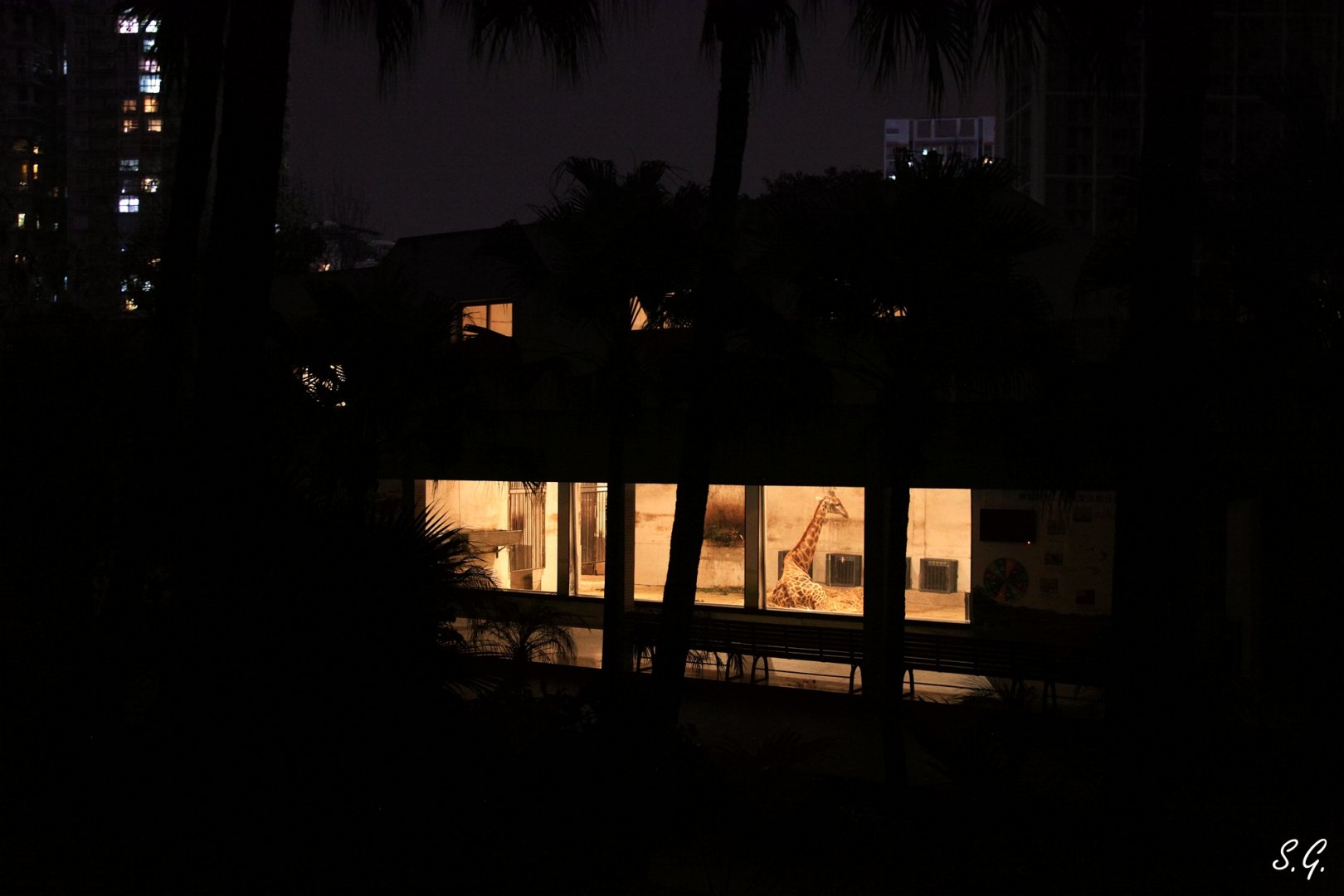 Giraffe sleeping at night