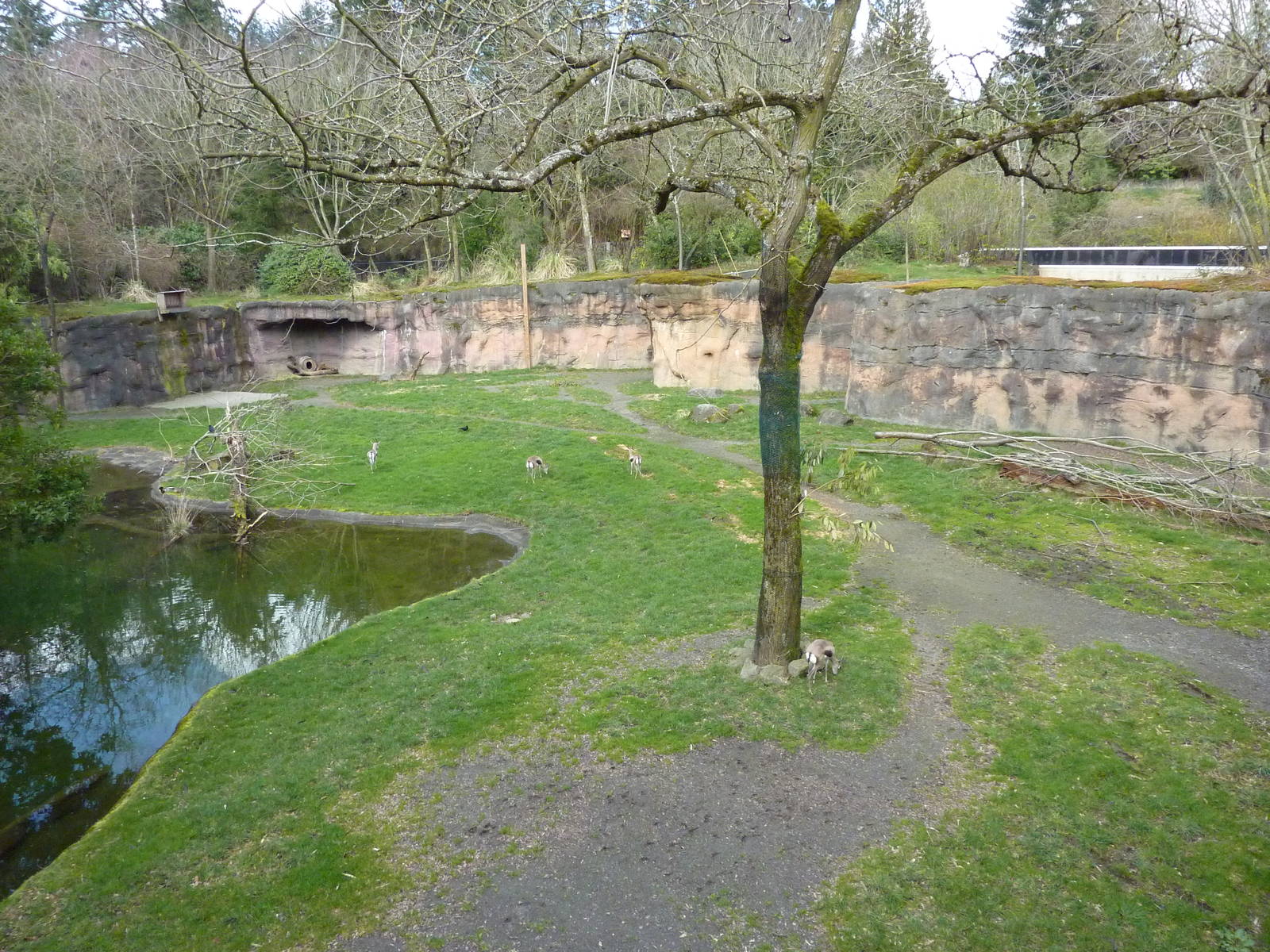 Giraffe/Speke's Gazelle/Ground Hornbill Exhibit