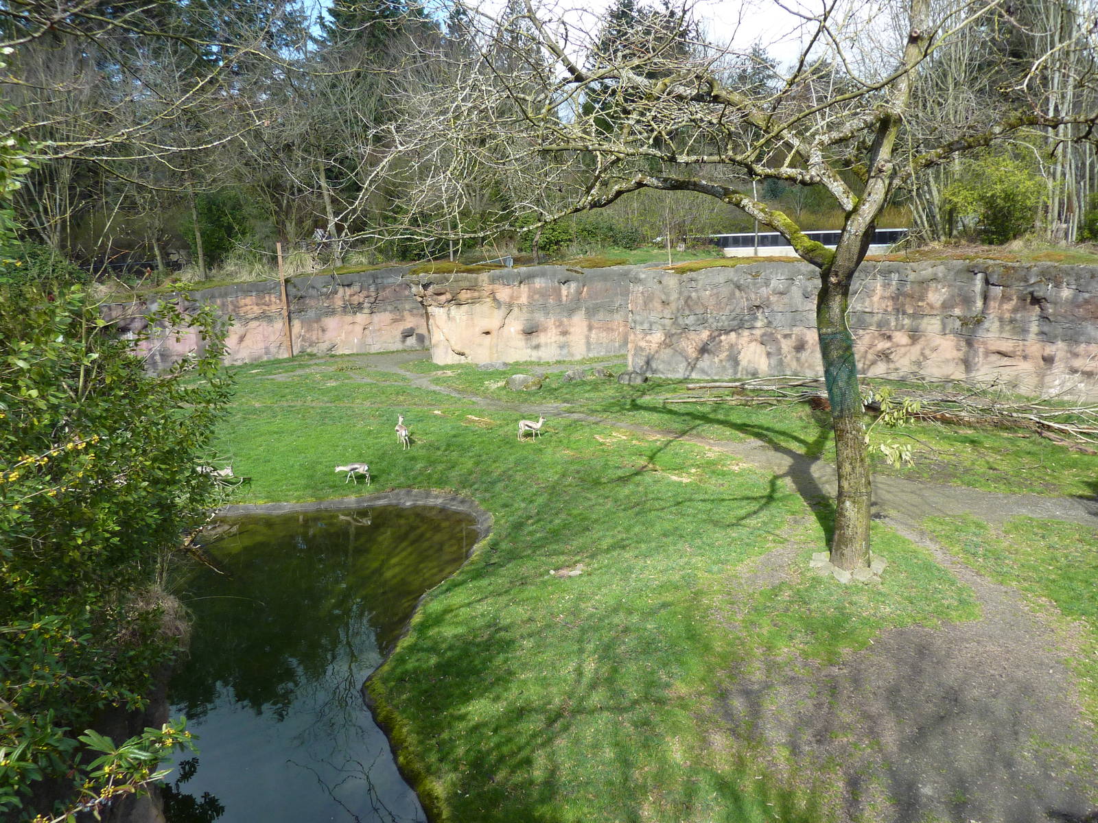 Giraffe/Speke's Gazelle/Ground Hornbill Exhibit