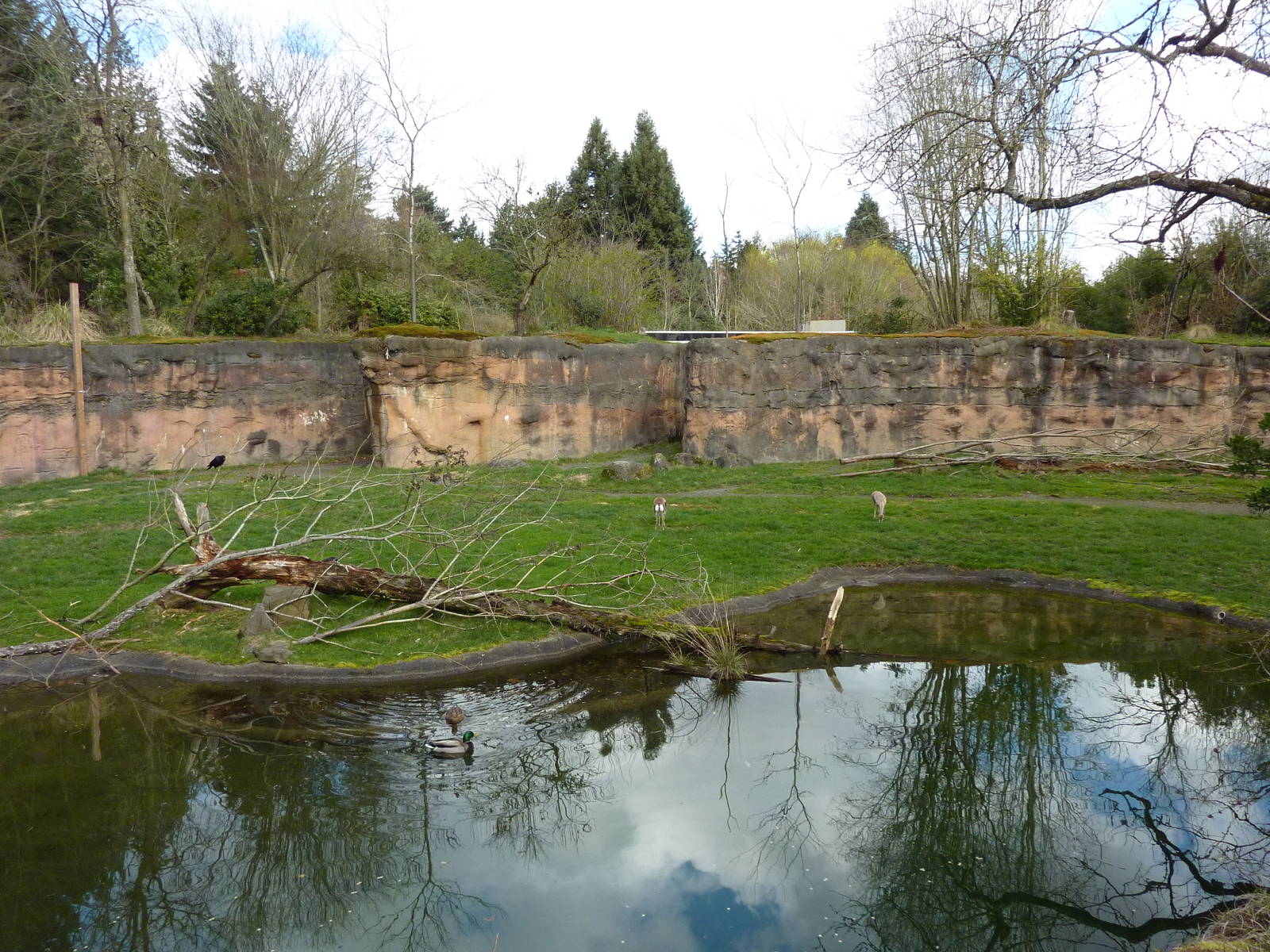 Giraffe/Speke's Gazelle/Ground Hornbill Exhibit