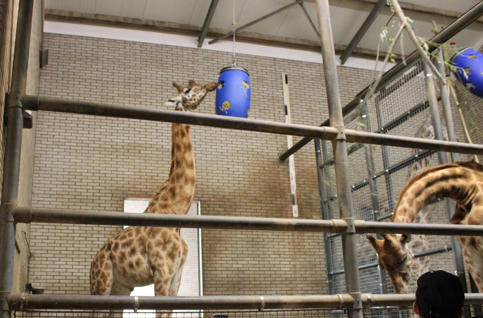 Giraffe stable