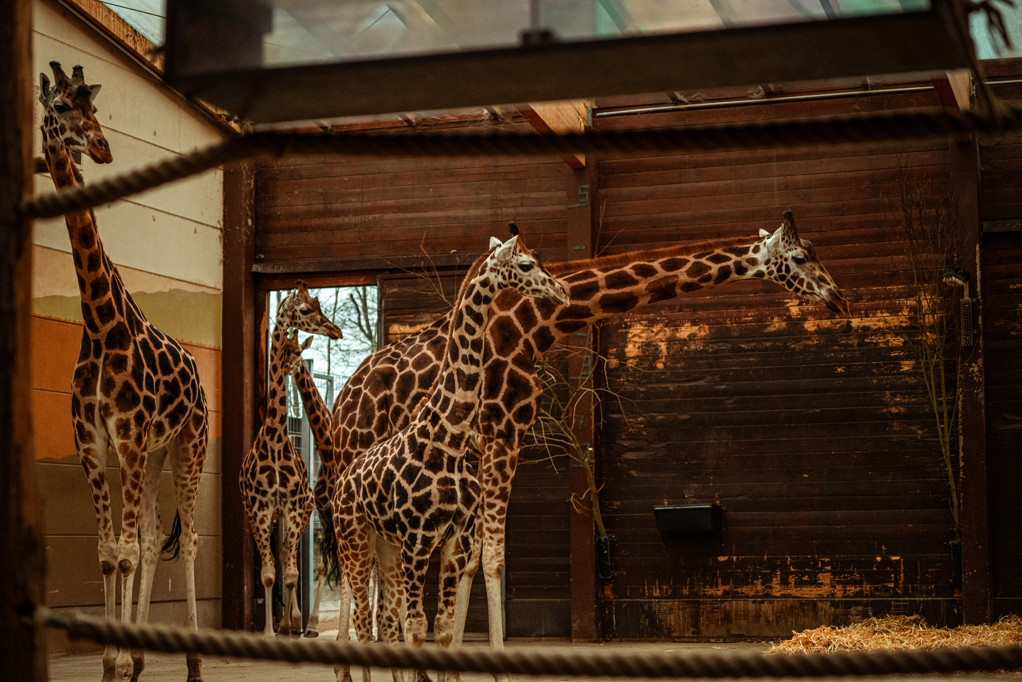 Giraffe stable