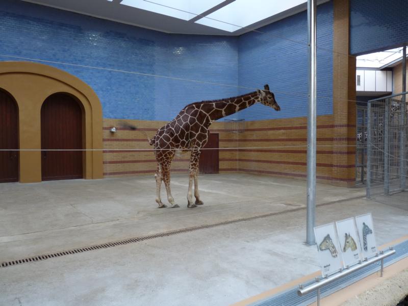 Giraffe Stable