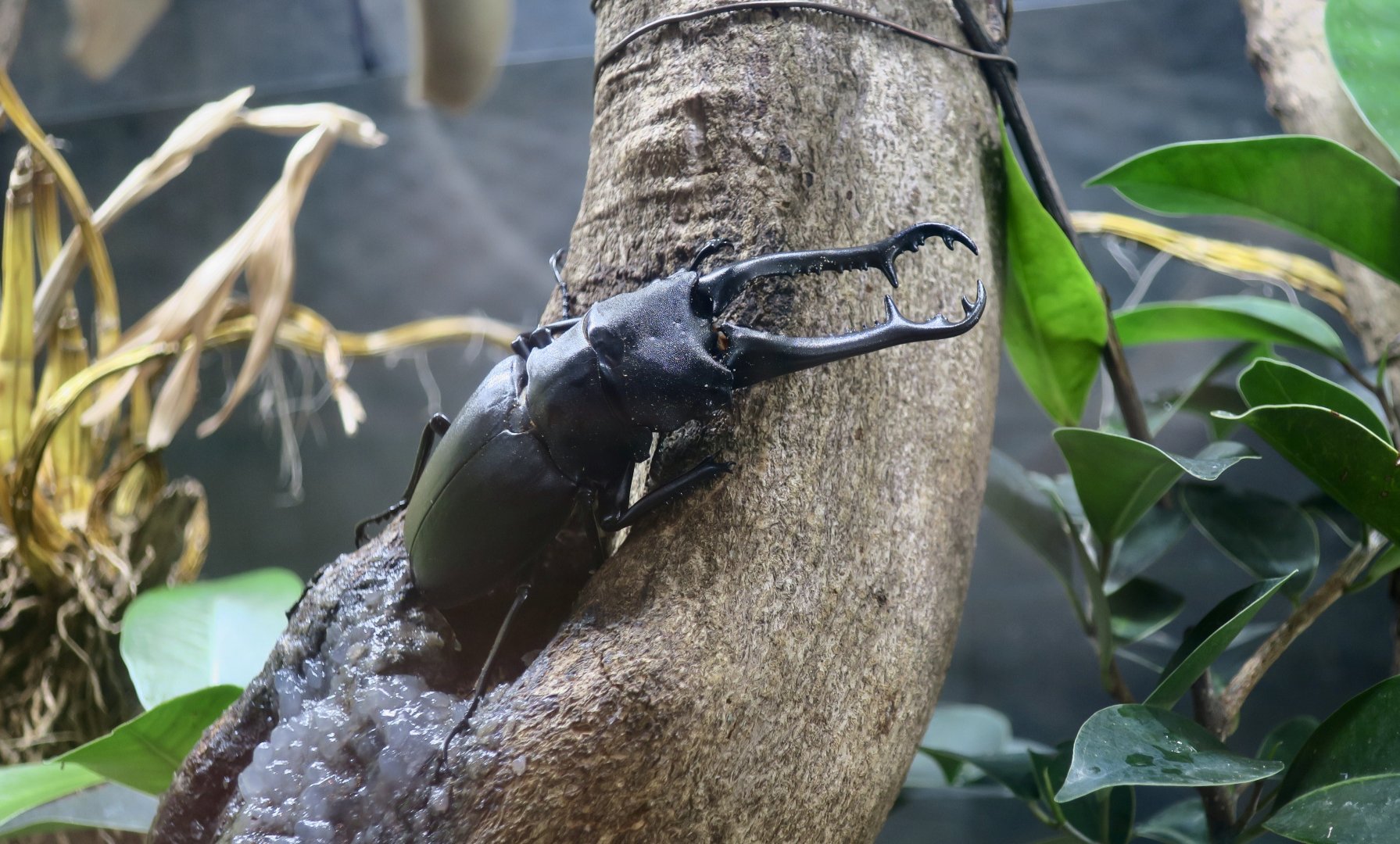 Giraffe Stag Beetle (Prosopocoilus giraffa)