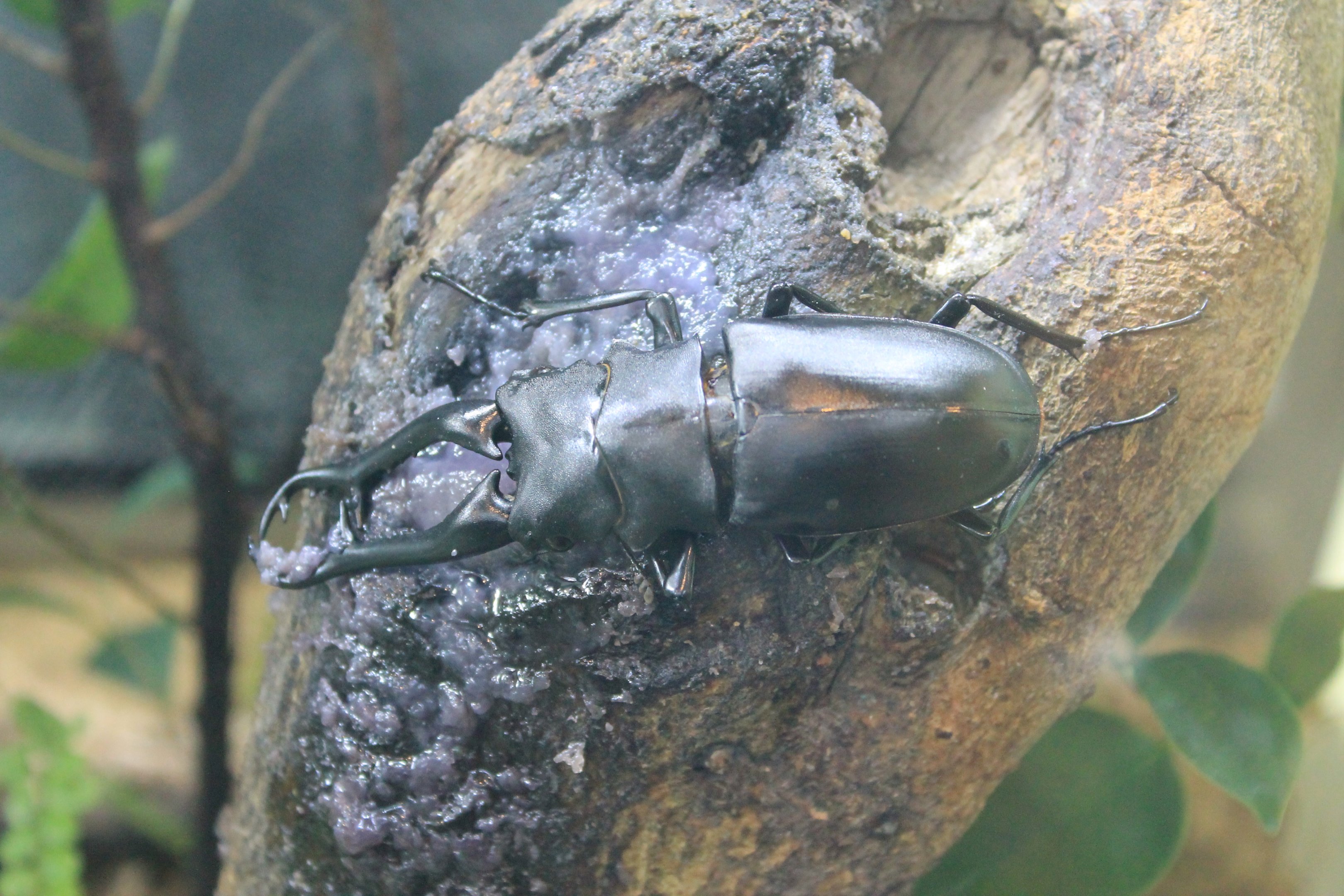 Giraffe Stag Beetle (Prosopocoilus giraffa)