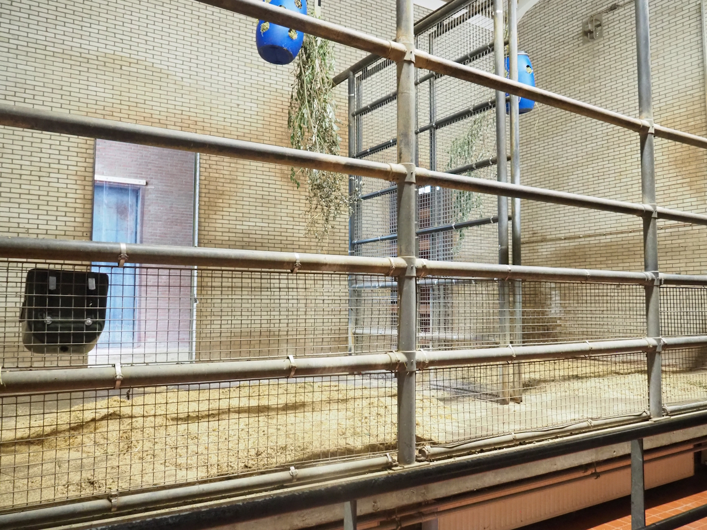 Giraffe stalls, 2023-08-17