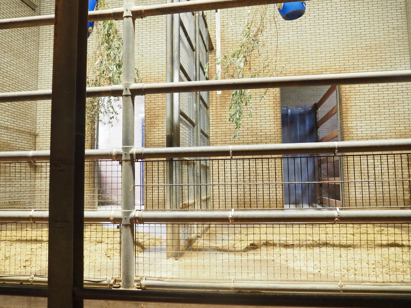 Giraffe stalls, 2023-08-17