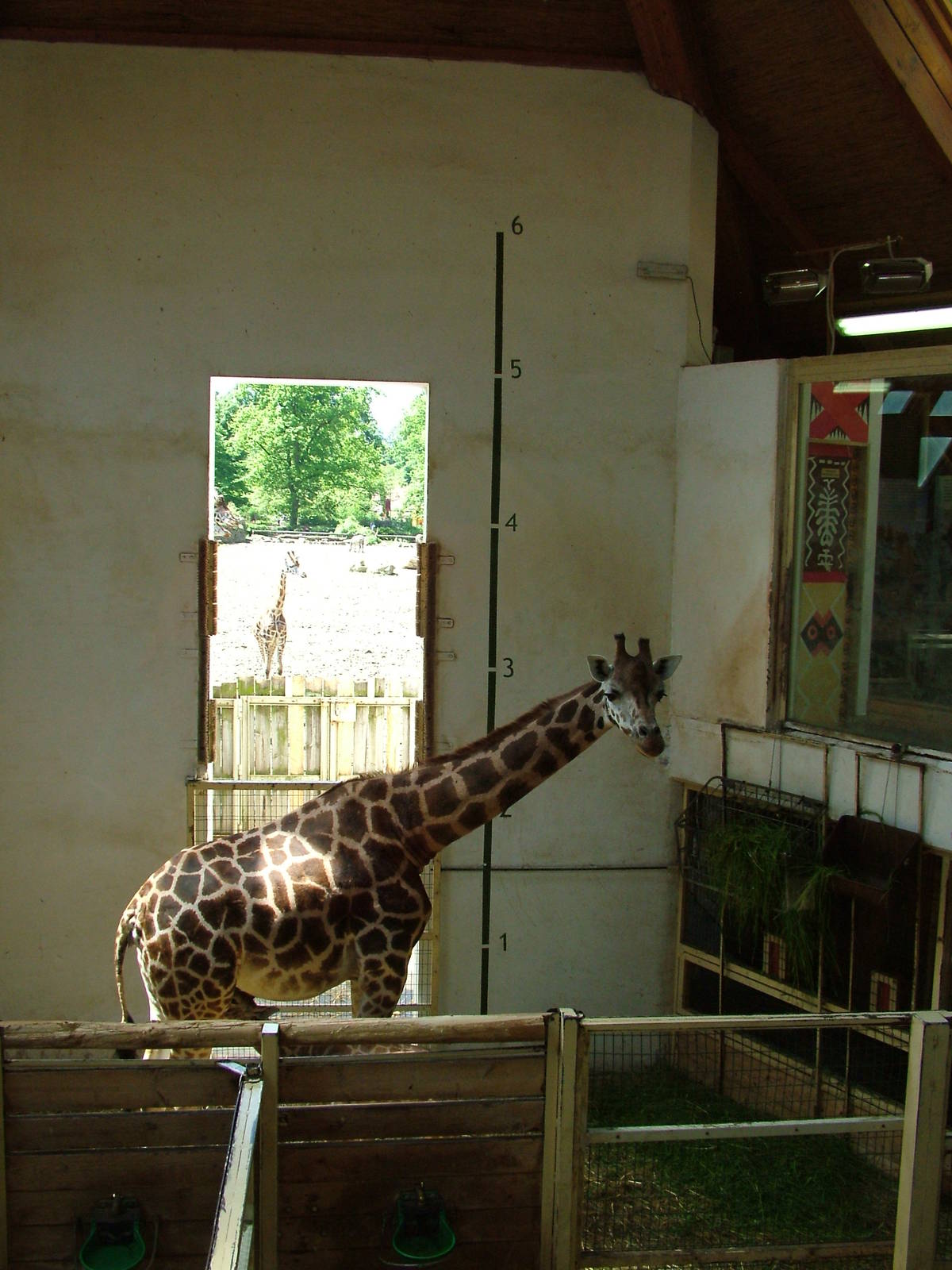 Giraffe stalls at Zlin, 28/05/10
