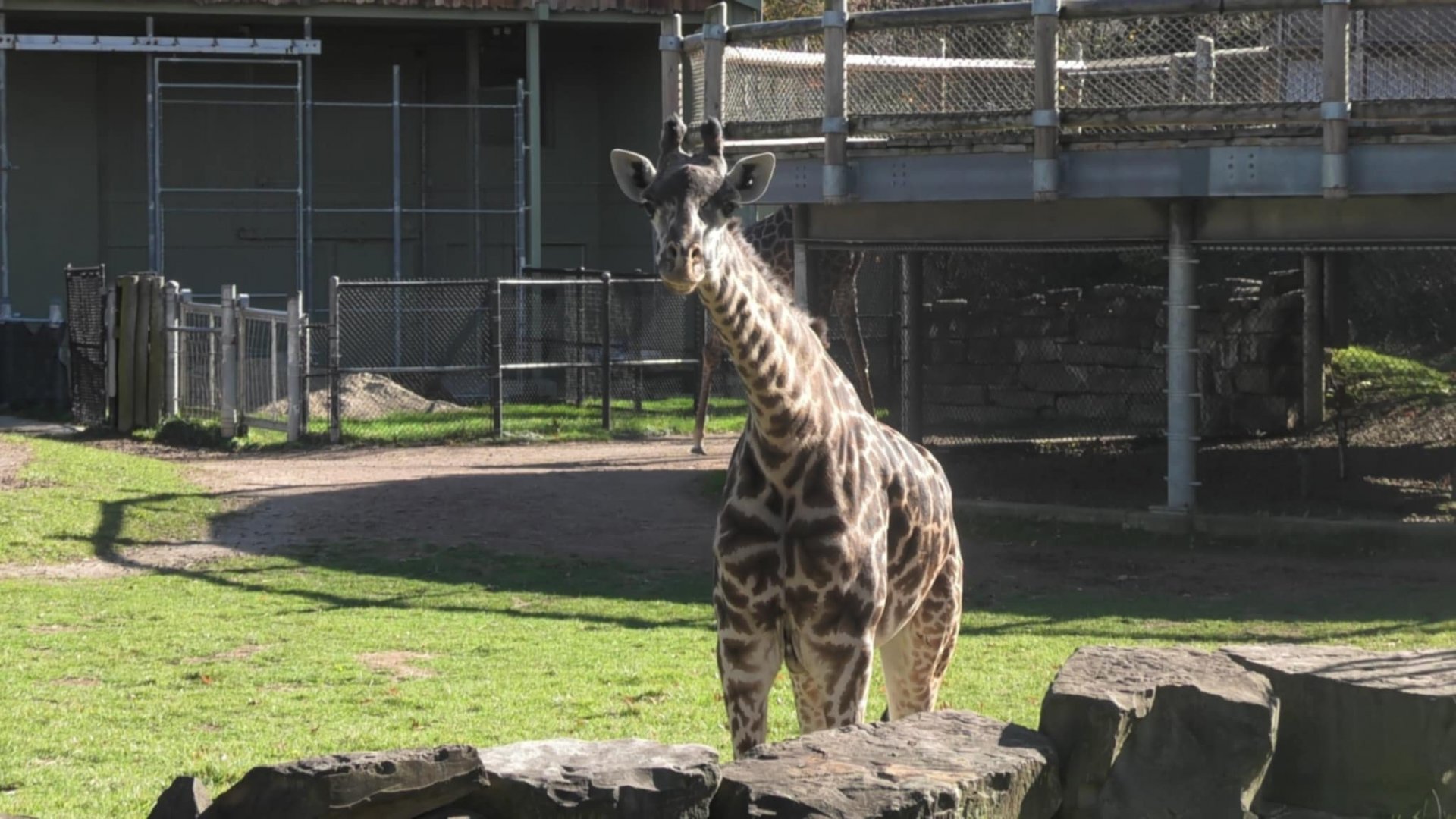 Giraffe stares at me