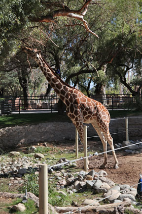 giraffe stretching for leaves