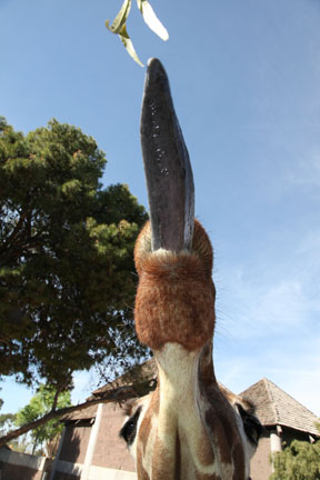 giraffe stretching tongue