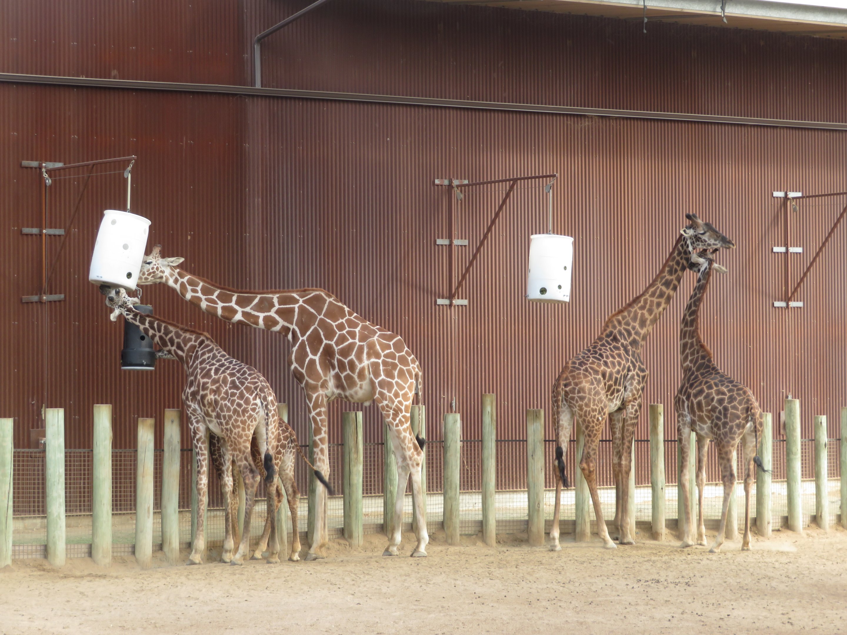 Giraffe Subspecies Pattern Comparison